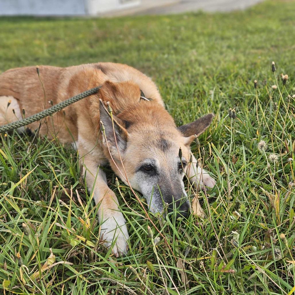 Enlarge Honey, a Adoptable mixed breed in Dover, NH image 4/6
