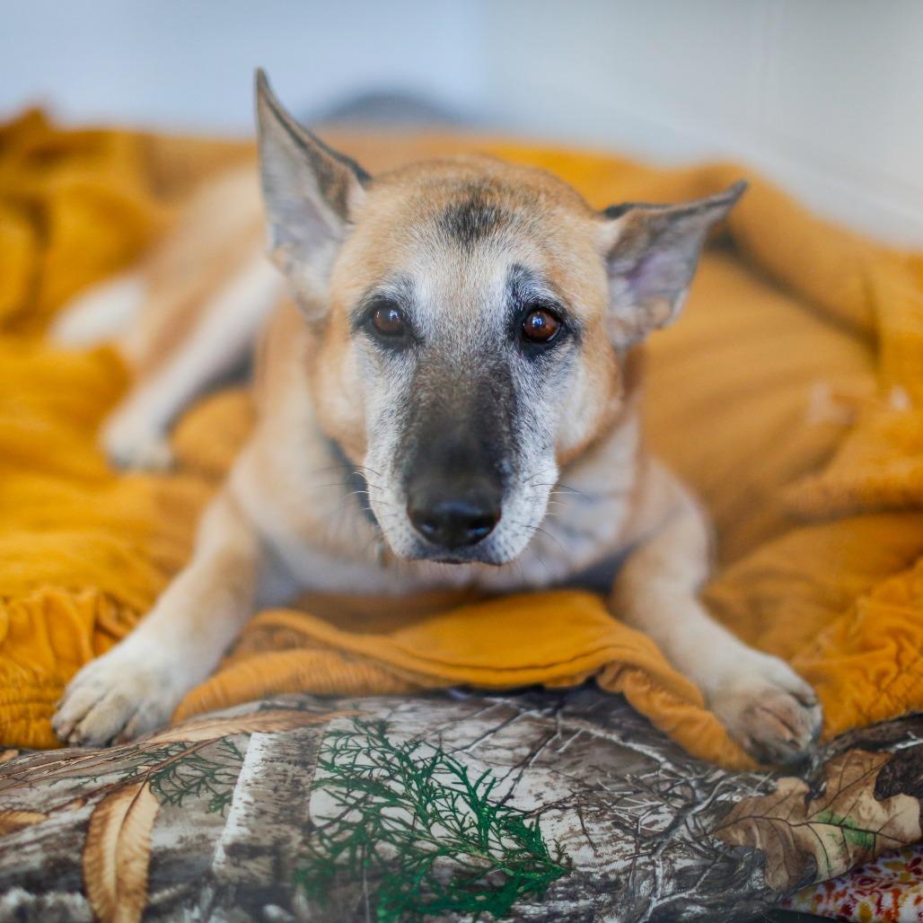 Enlarge Honey, a Adoptable mixed breed in Dover, NH image 5/6