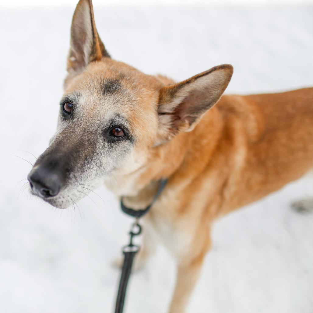 Enlarge Honey, a Adoptable mixed breed in Dover, NH image 6/6