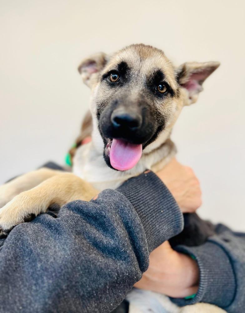 Rue, Adoptable, Puppy Female German Shepherd Dog.