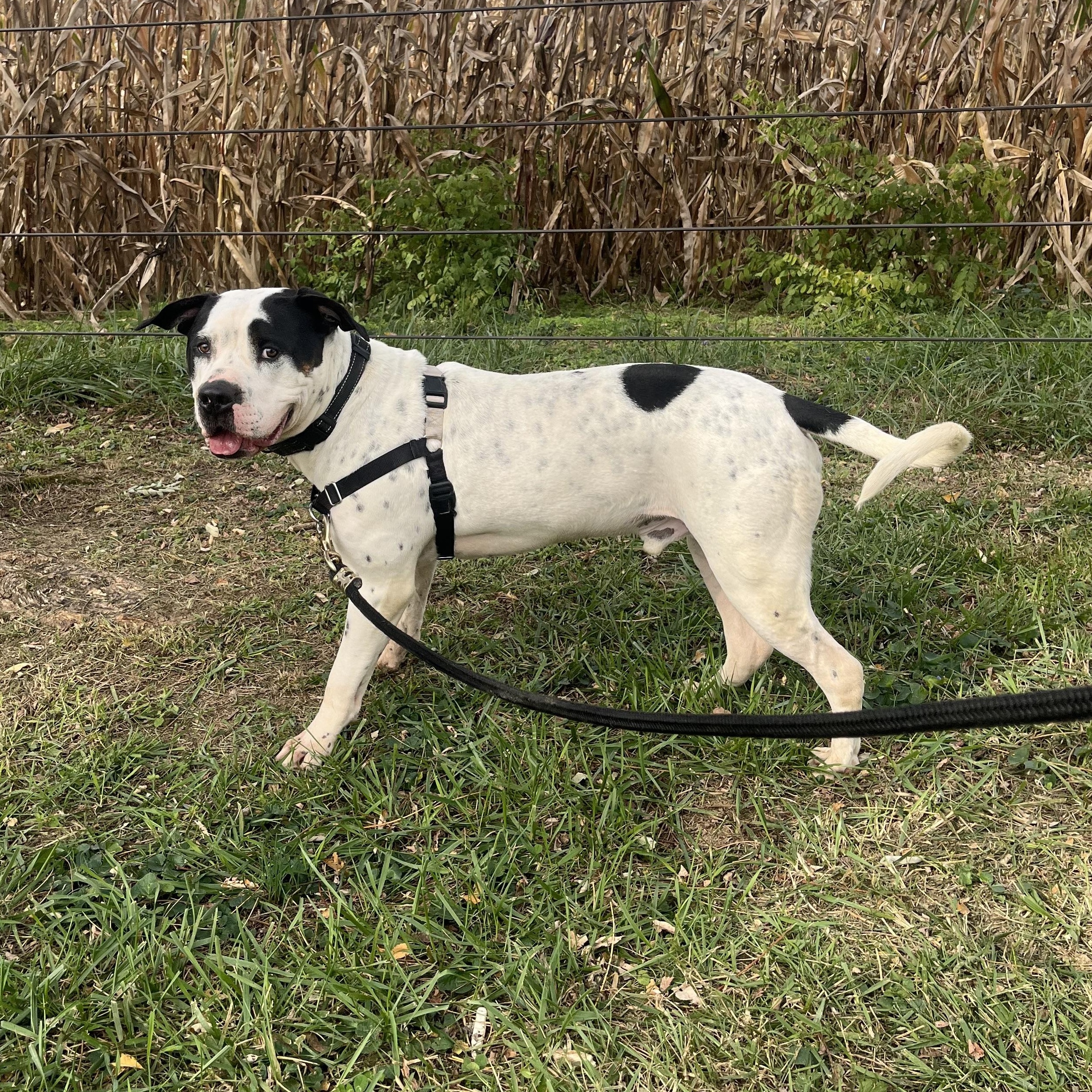 Enlarge Baxter, a Adoptable mixed breed in Athens, OH image 2/5