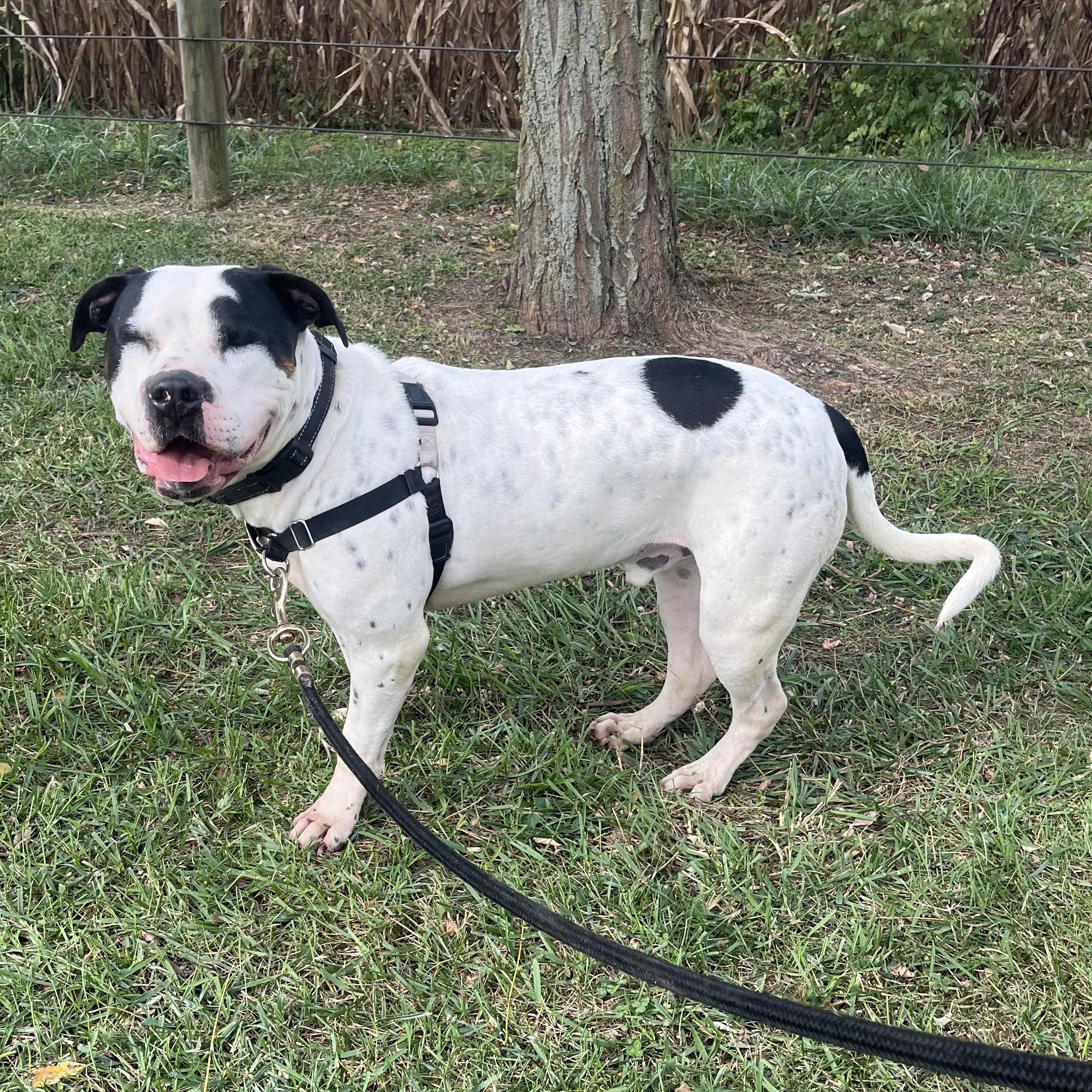 Enlarge Baxter, a Adoptable mixed breed in Athens, OH image 3/5