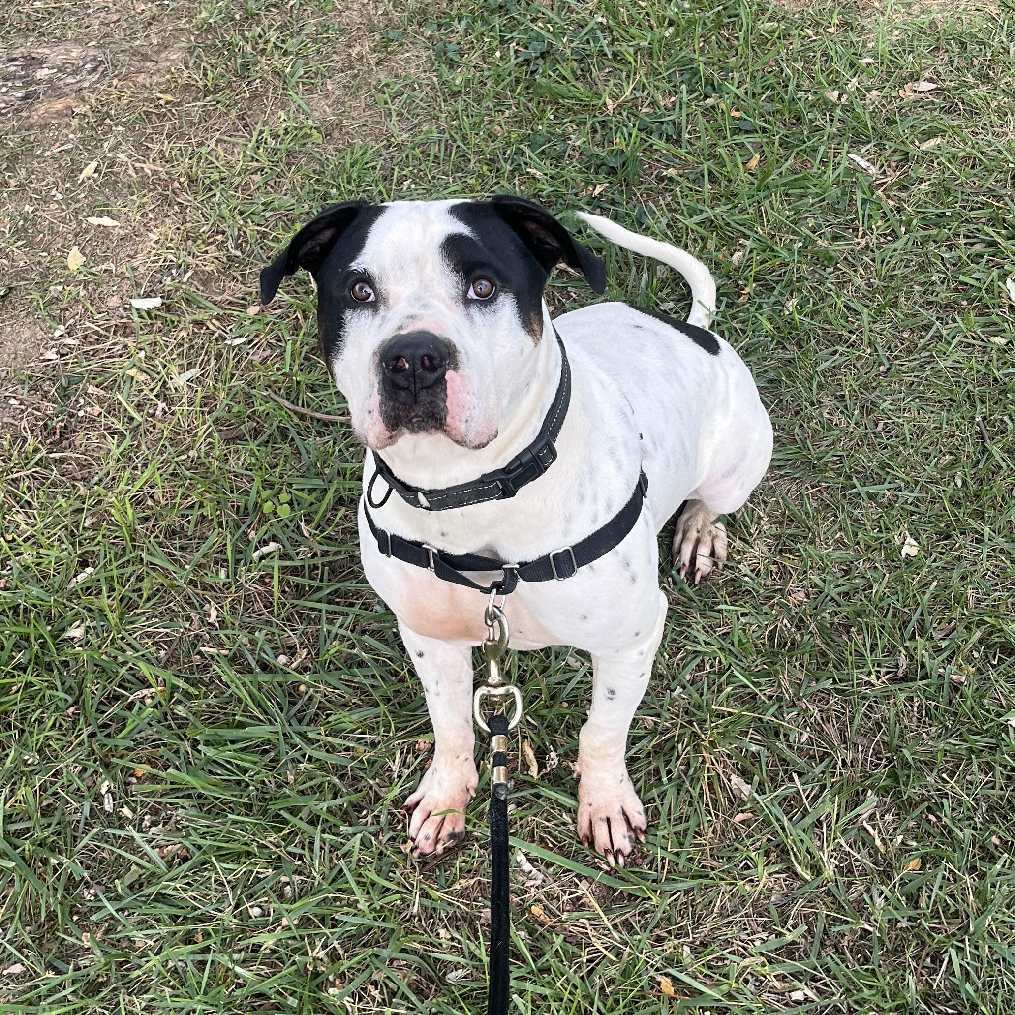 Baxter, Adoptable, Young Male American Bulldog.