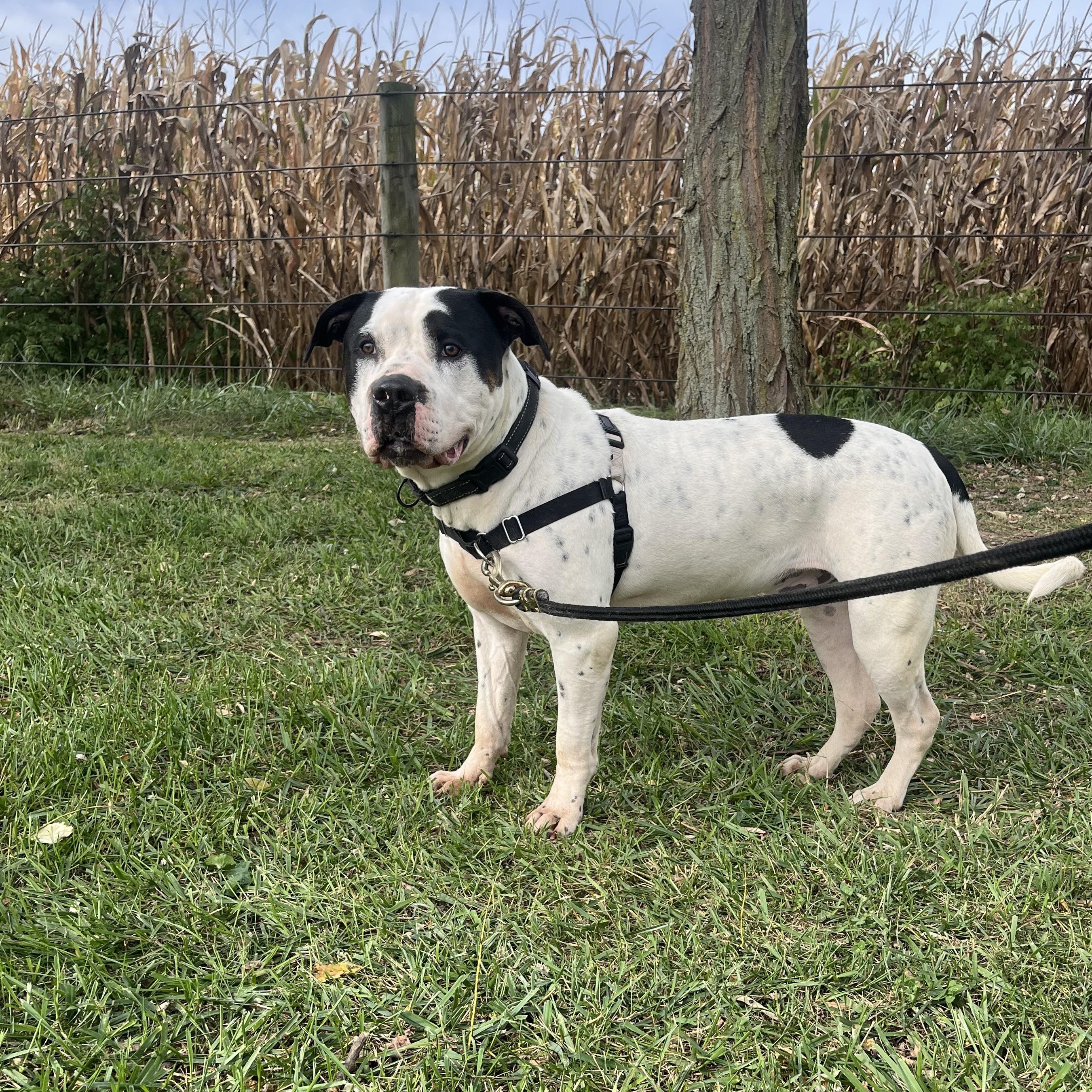 Enlarge Baxter, a Adoptable mixed breed in Athens, OH image 4/5