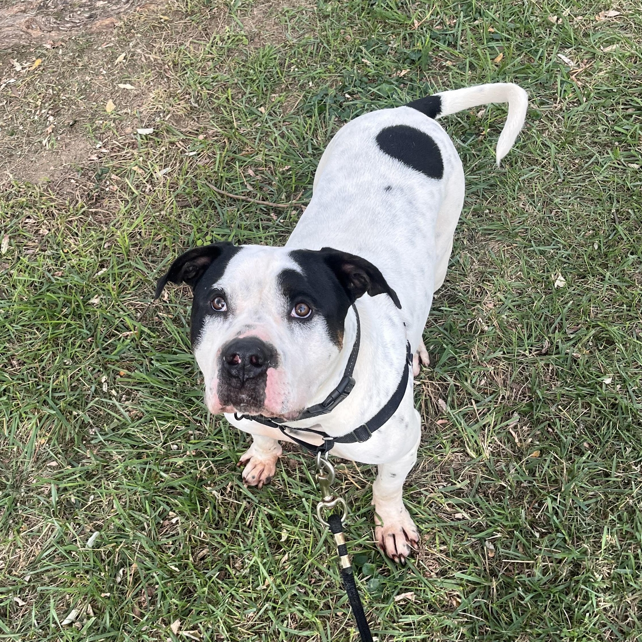 Enlarge Baxter, a Adoptable mixed breed in Athens, OH image 5/5