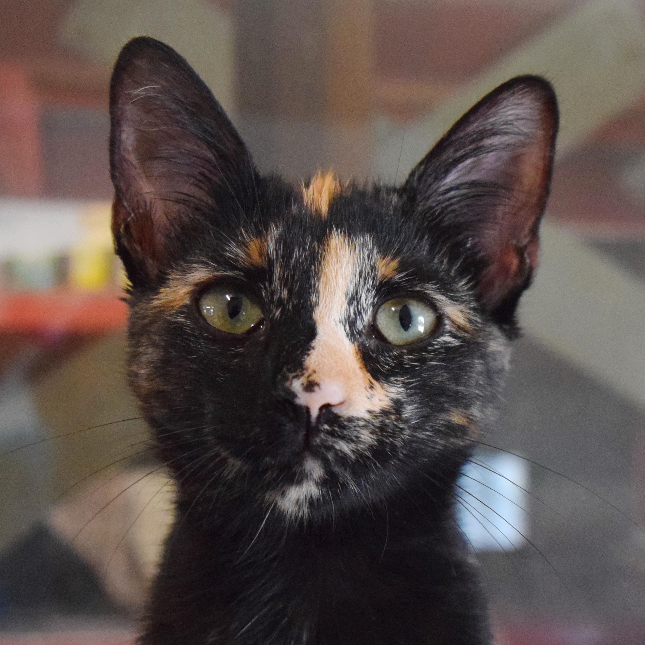 Tulia, an adopted mixed breed in Bulverde, TX image 3/6