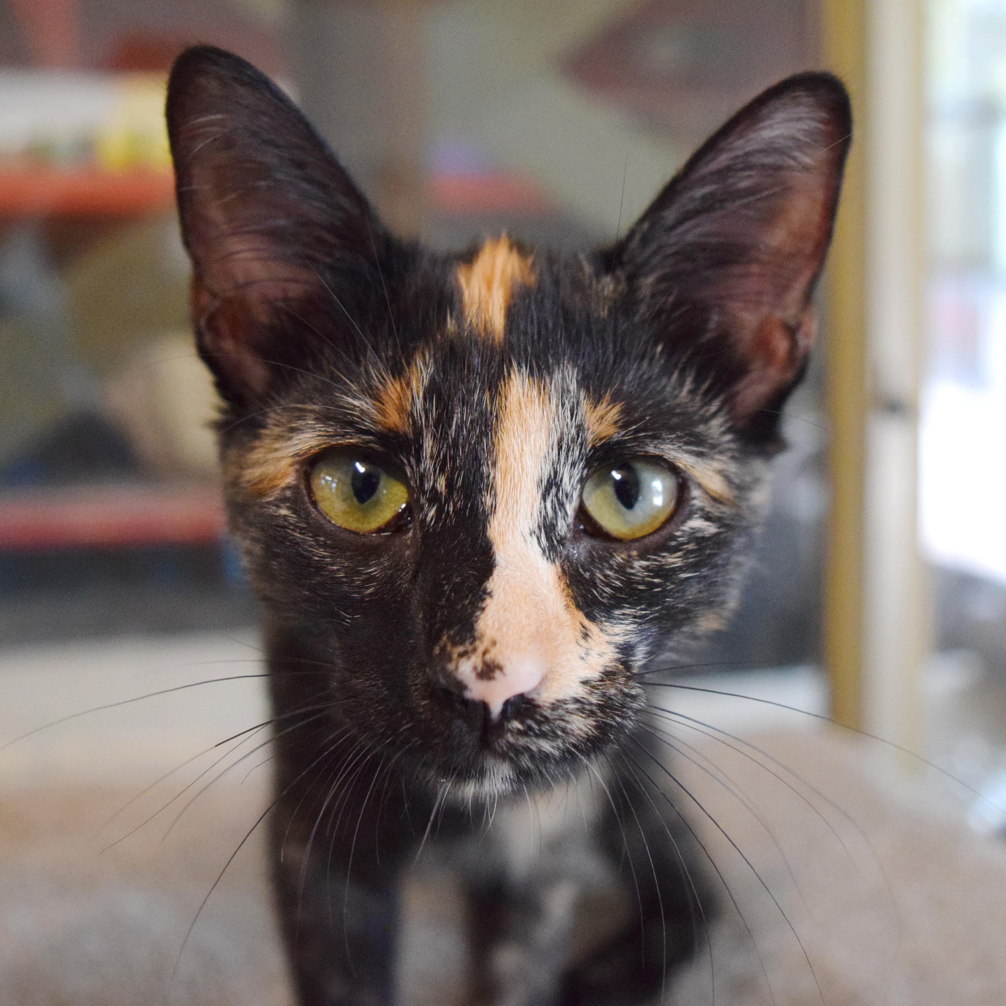 Tulia, an adopted mixed breed in Bulverde, TX image 1/6