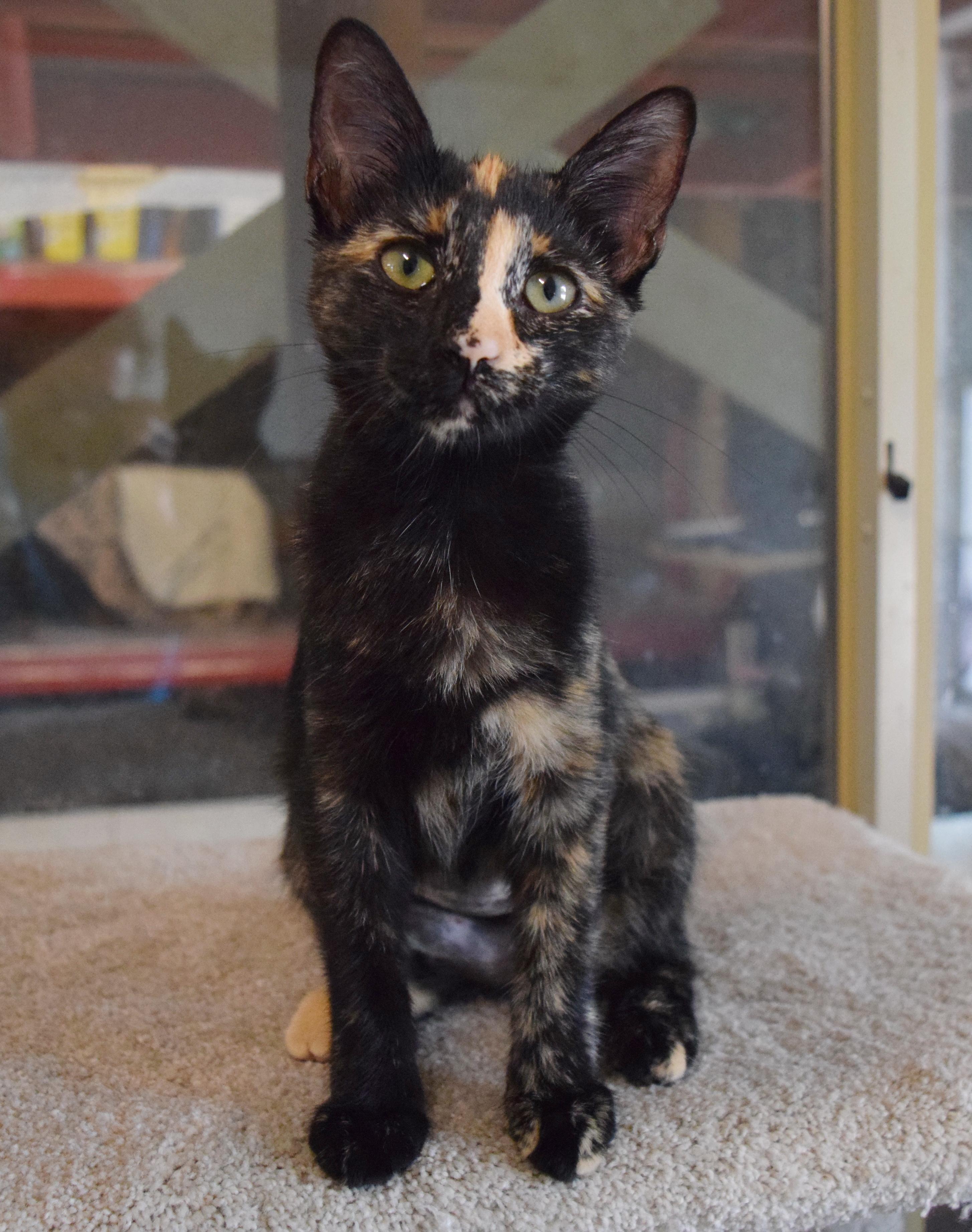Tulia, an adopted mixed breed in Bulverde, TX image 4/6