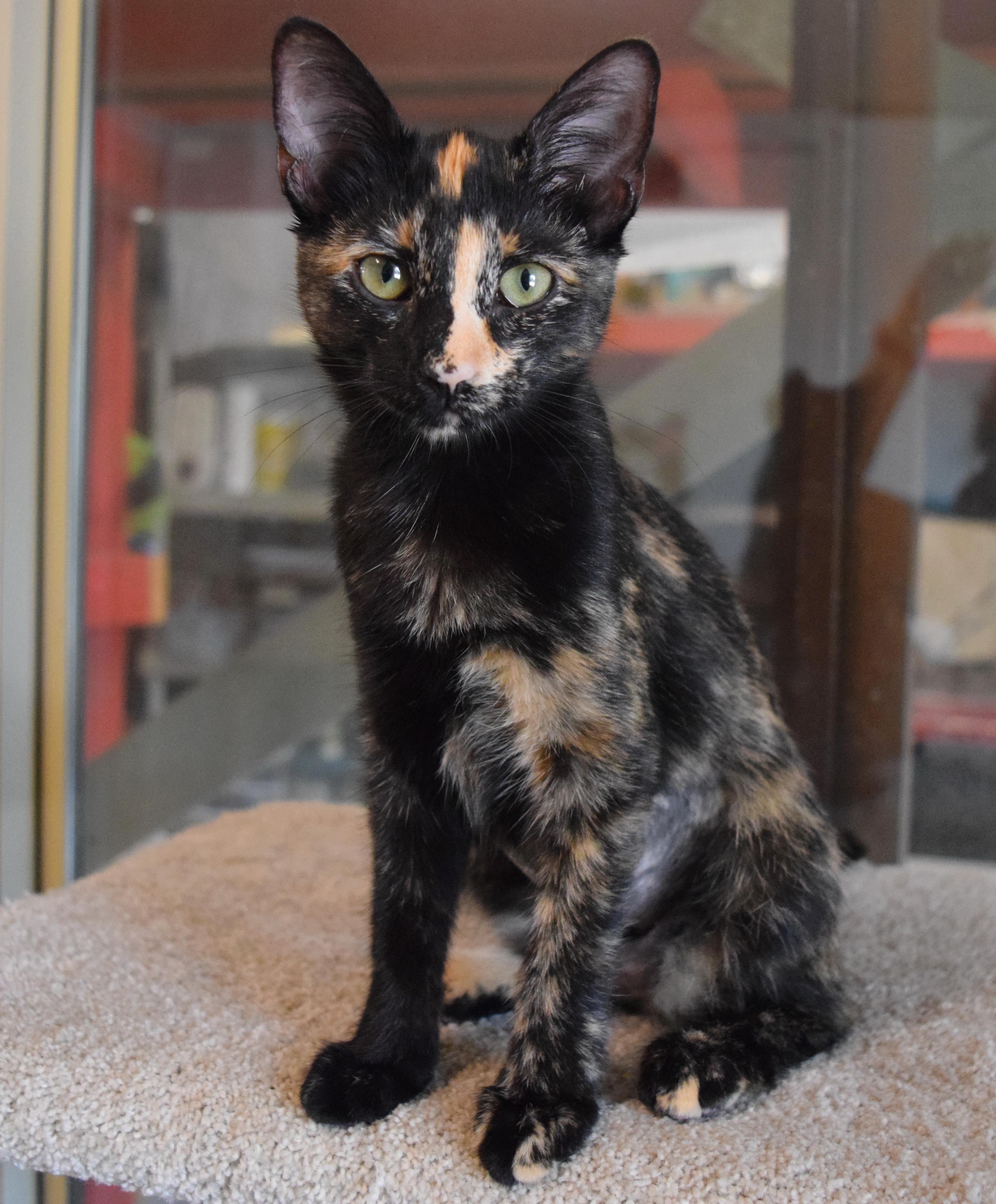 Tulia, an adopted mixed breed in Bulverde, TX image 2/6