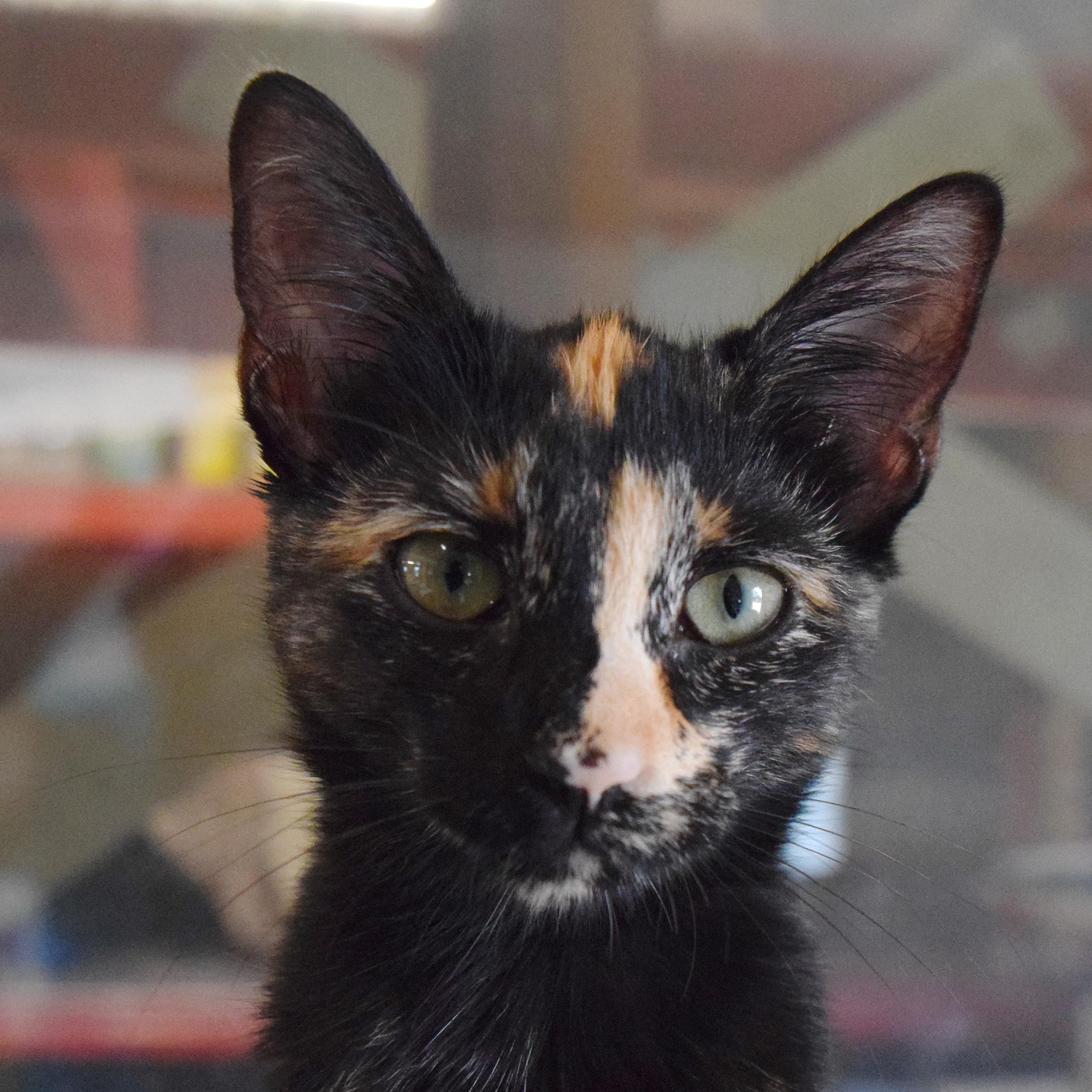 Tulia, an adopted mixed breed in Bulverde, TX image 6/6