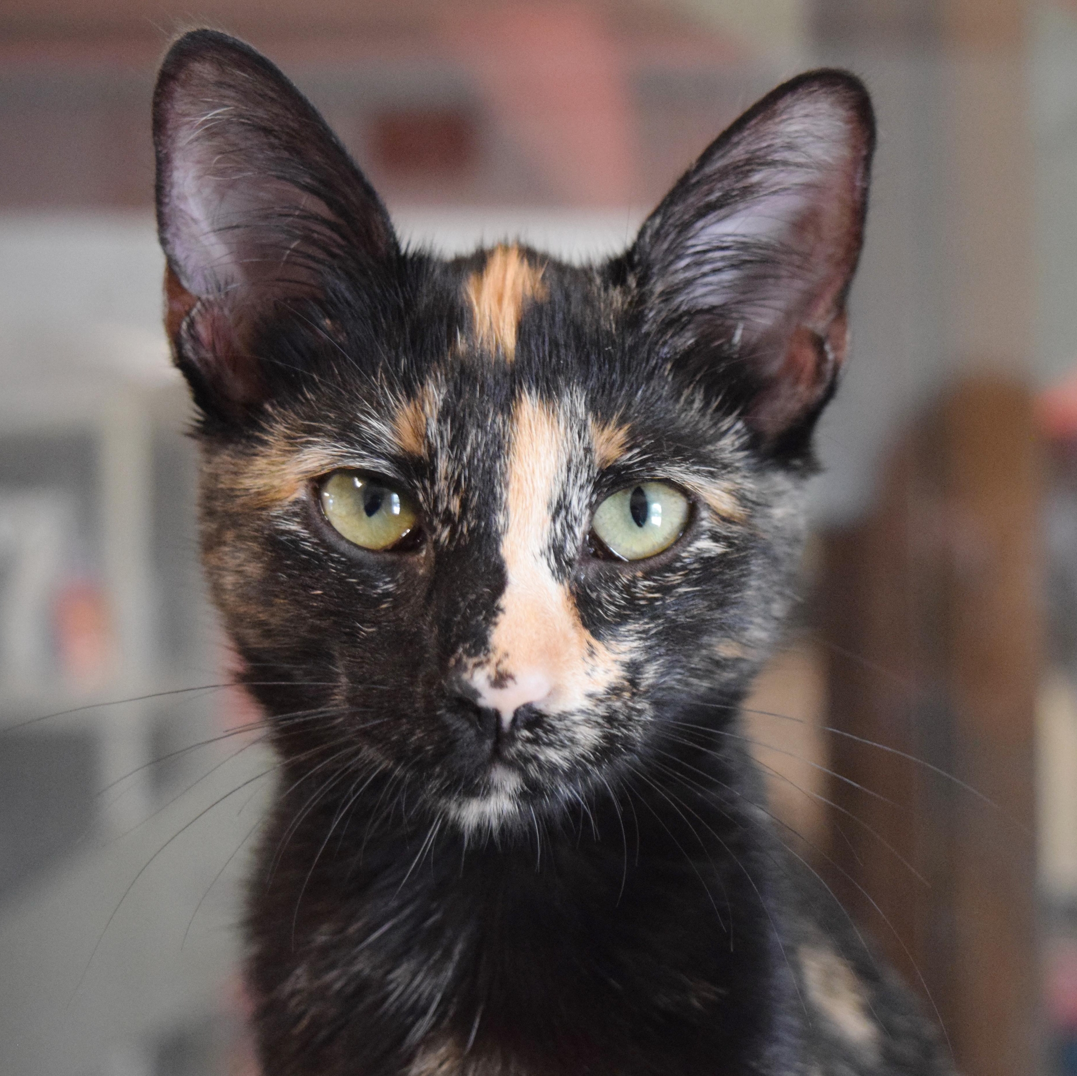 Tulia, an adopted mixed breed in Bulverde, TX image 5/6