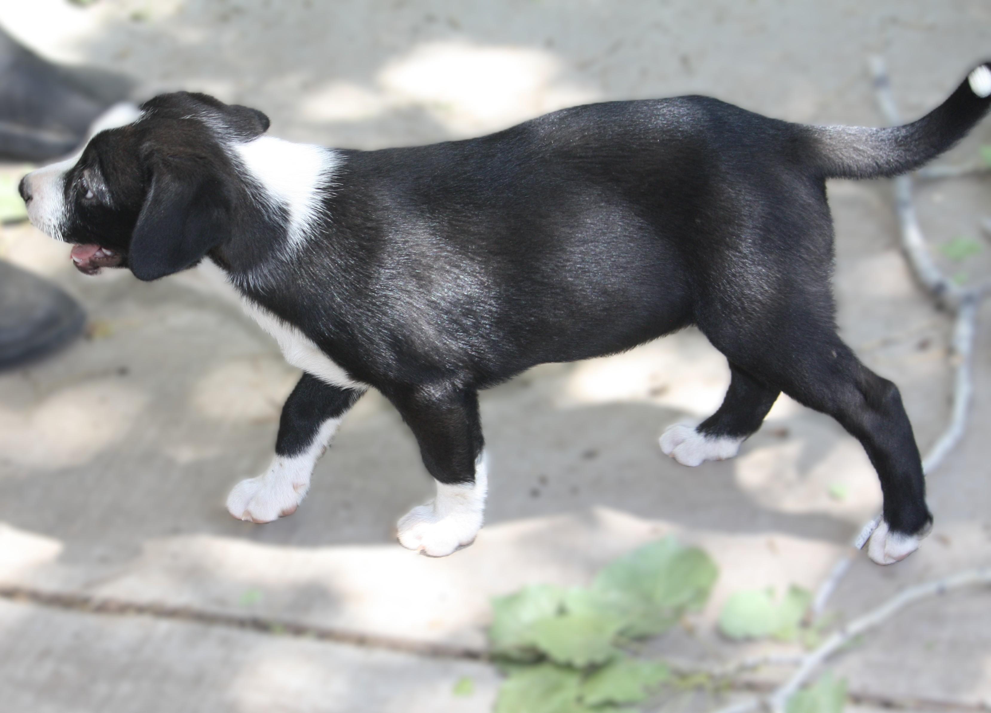Enlarge Lainey, an adopted mixed breed in Albuquerque, NM image 2/3