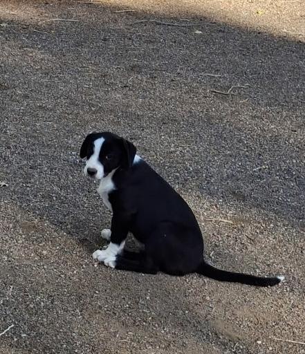 Lainey, adopted, Puppy Female Australian Shepherd.