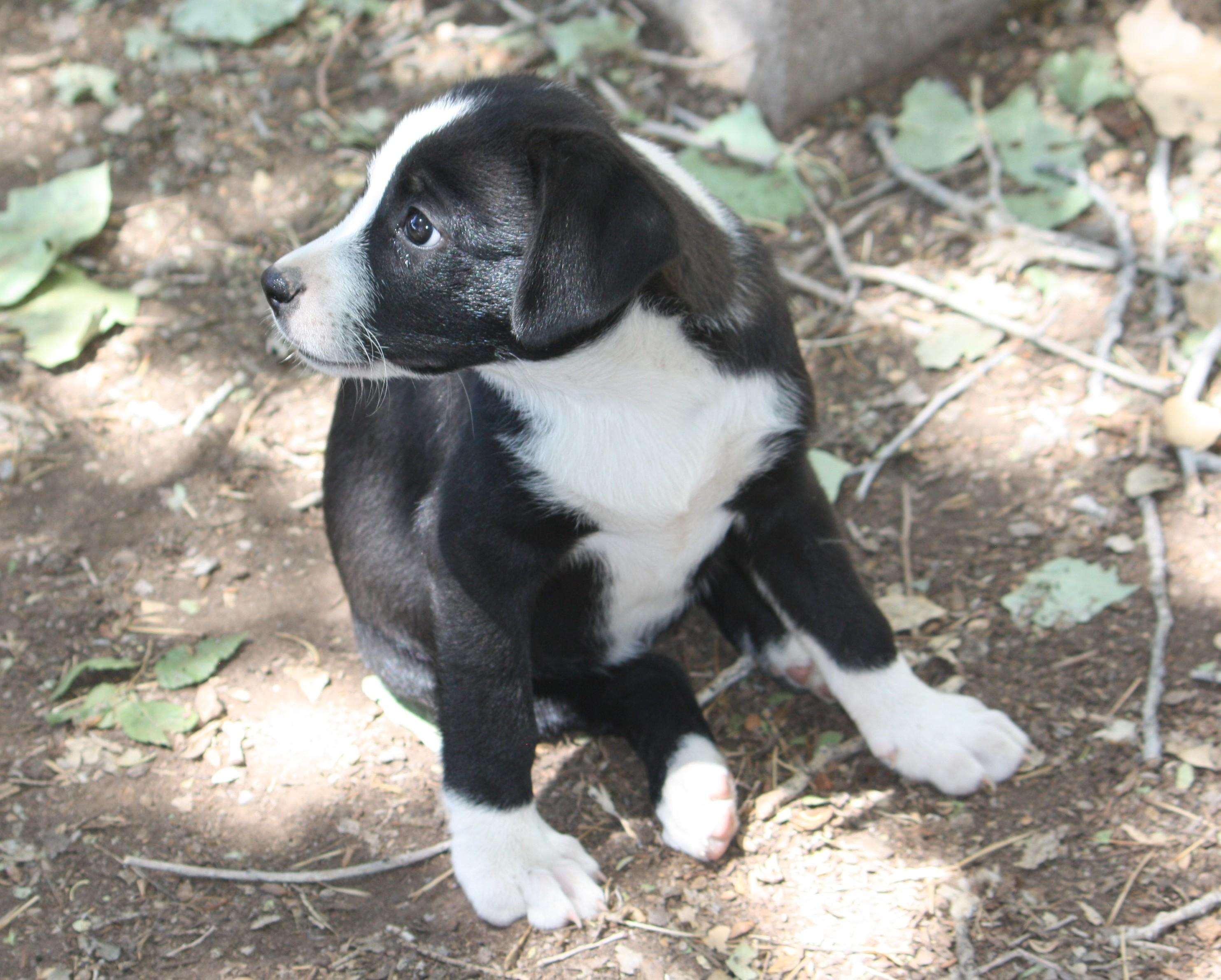 Enlarge Lainey, an adopted mixed breed in Albuquerque, NM image 3/3