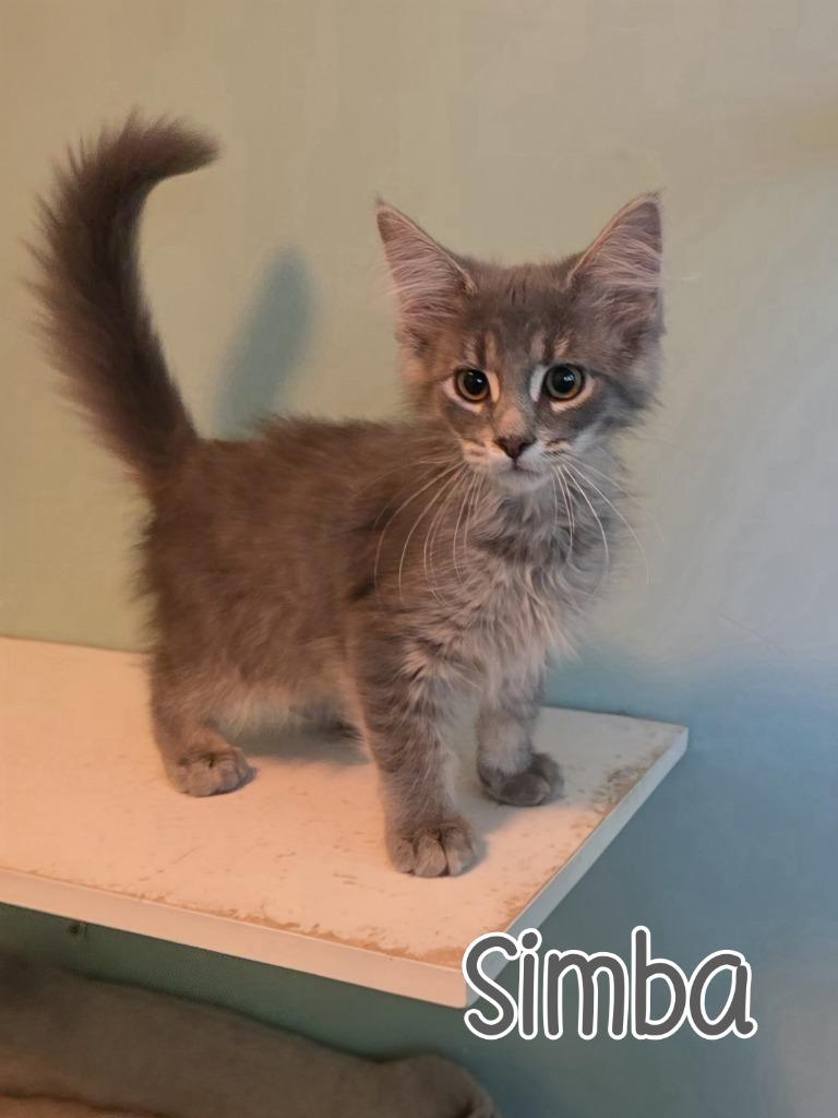 Simba, Adoptable, Kitten Male Domestic Medium Hair.