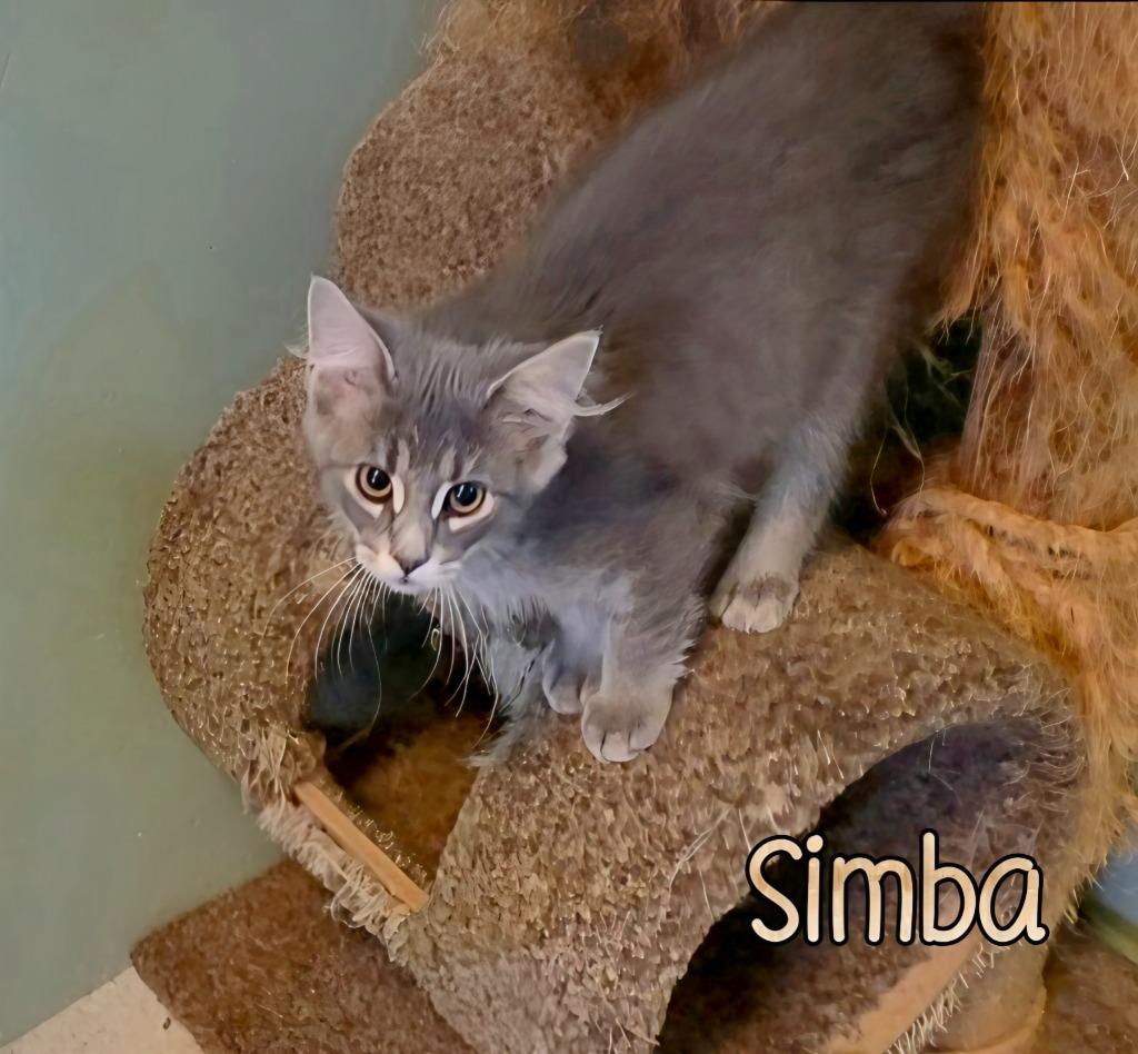 Enlarge Simba, a Adoptable mixed breed in Port Clinton, OH image 2/4