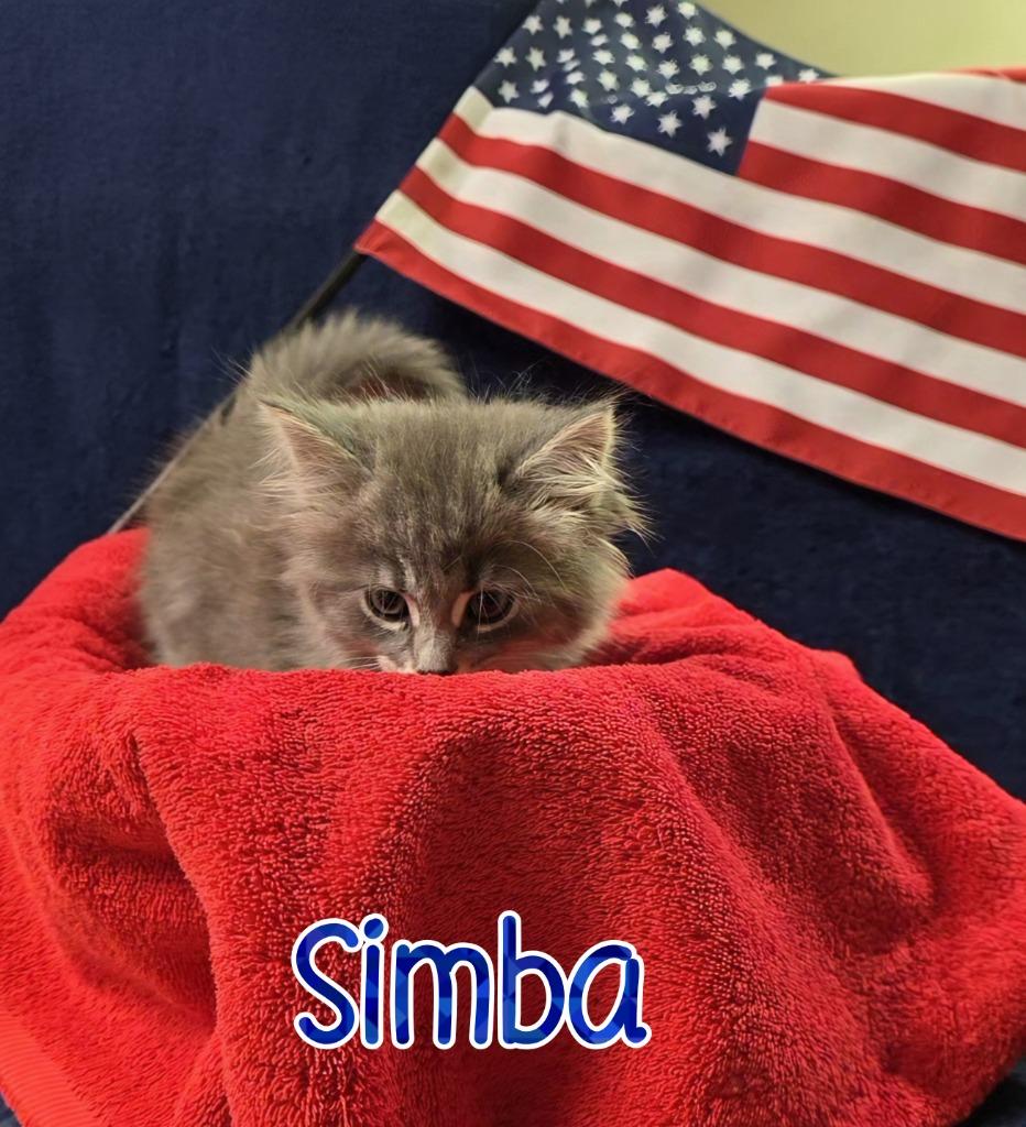 Enlarge Simba, a Adoptable mixed breed in Port Clinton, OH image 3/4