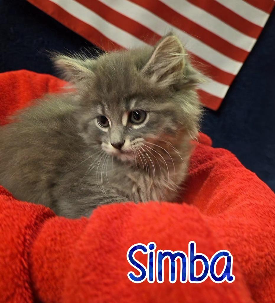 Enlarge Simba, a Adoptable mixed breed in Port Clinton, OH image 4/4