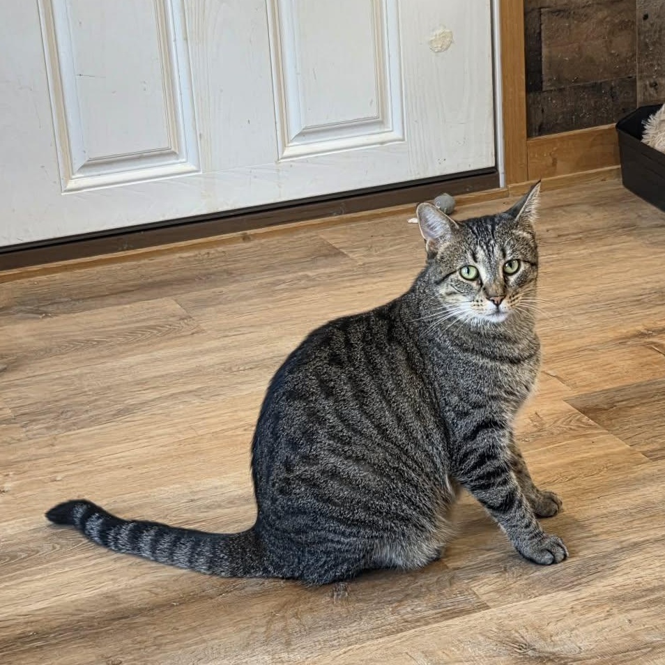 Marisol, Adoptable, Adult Female Domestic Short Hair.