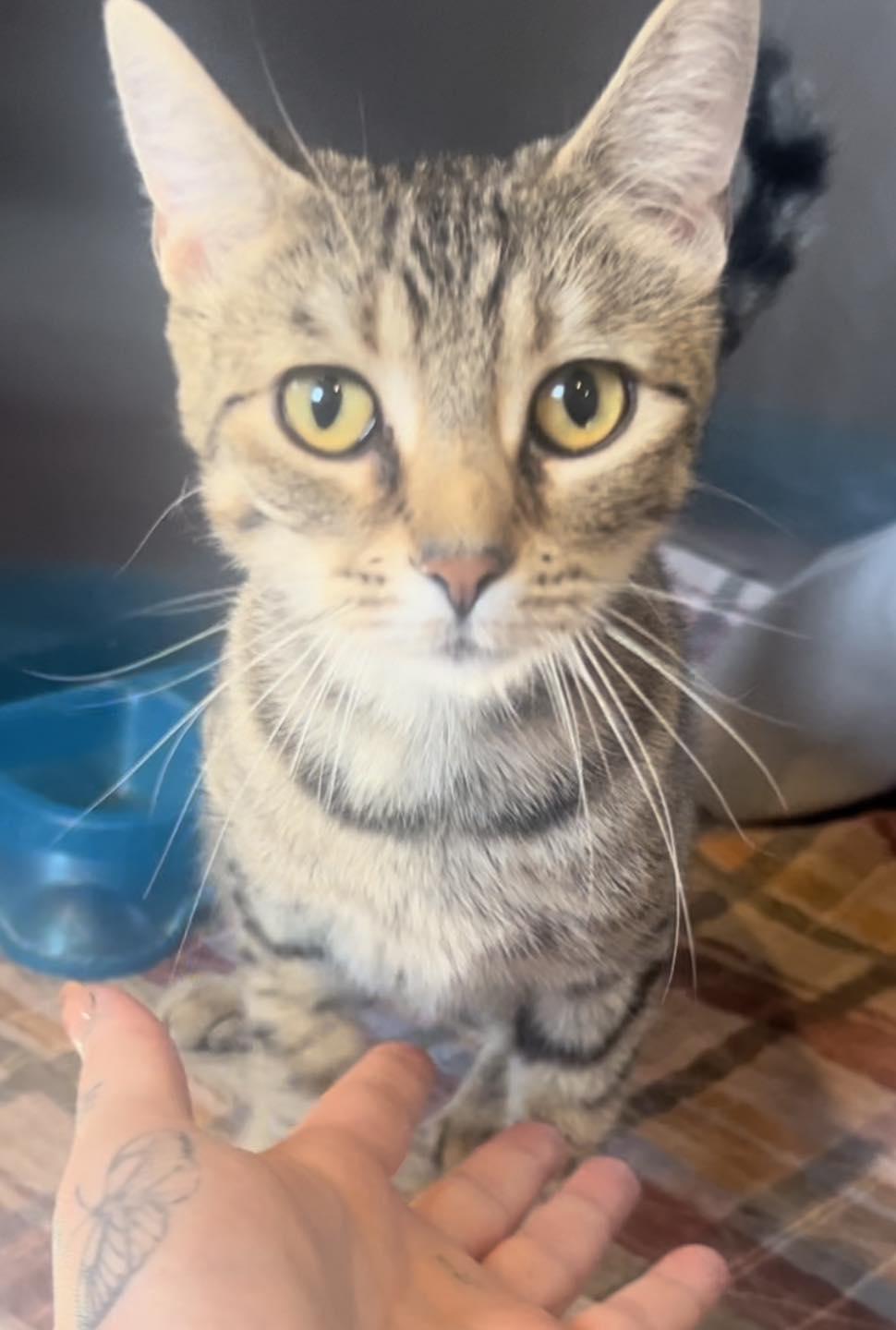 Marisol, Adoptable, Adult Female Domestic Short Hair.