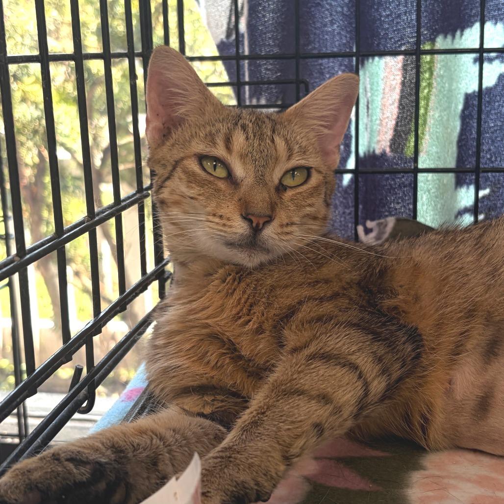 Venus, Adoptable, Adult Female Domestic Short Hair.