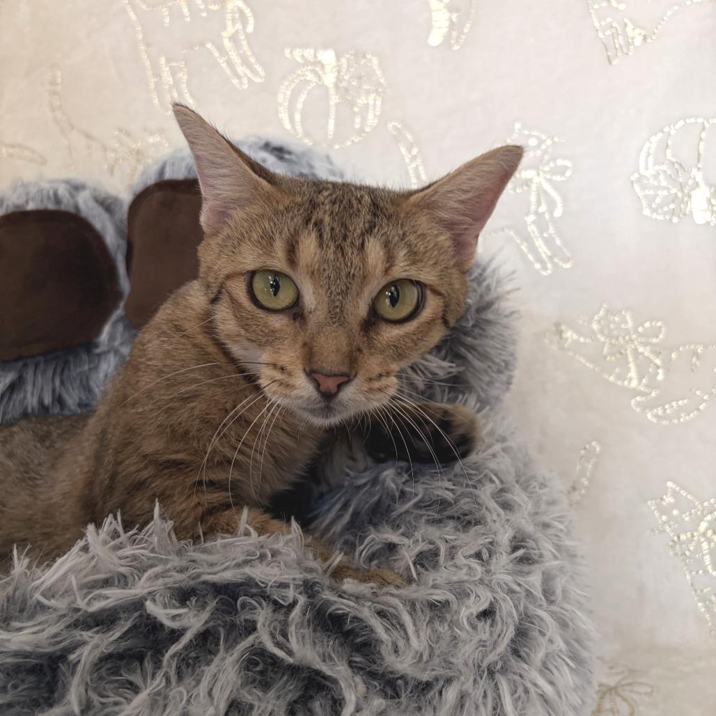 Enlarge Venus, a Adoptable Domestic Short Hair in Deerfield, IL image 2/2
