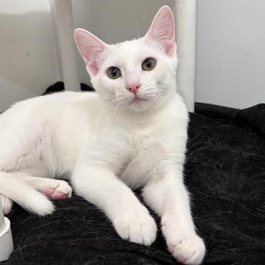 Dover, a Adoptable Domestic Short Hair in Long Beach, CA image 1/3