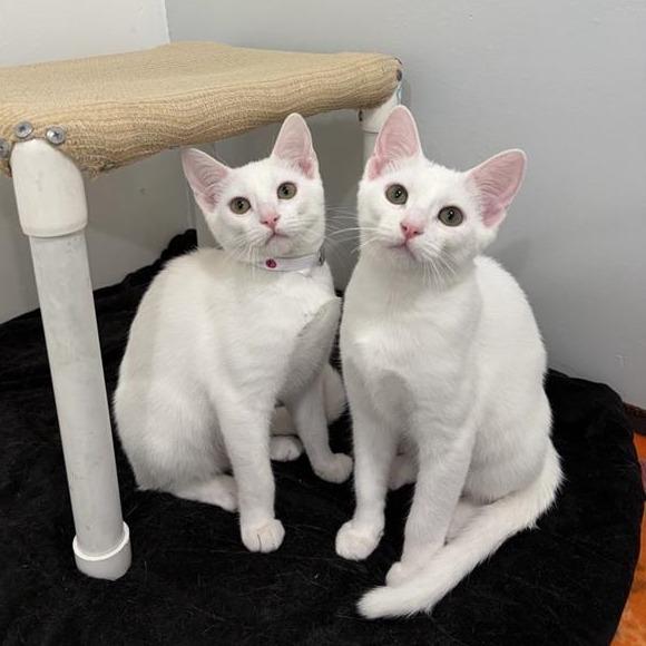 Dover, a Adoptable Domestic Short Hair in Long Beach, CA image 2/3