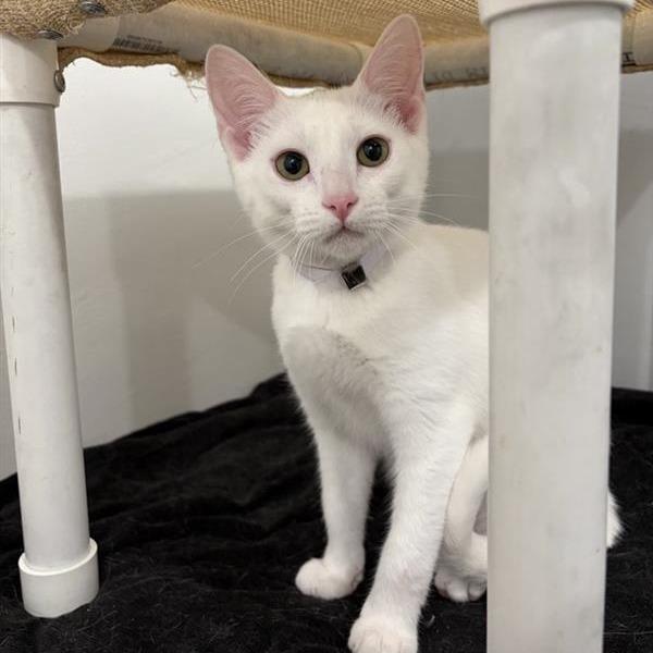 Dover, a Adoptable Domestic Short Hair in Long Beach, CA image 3/3