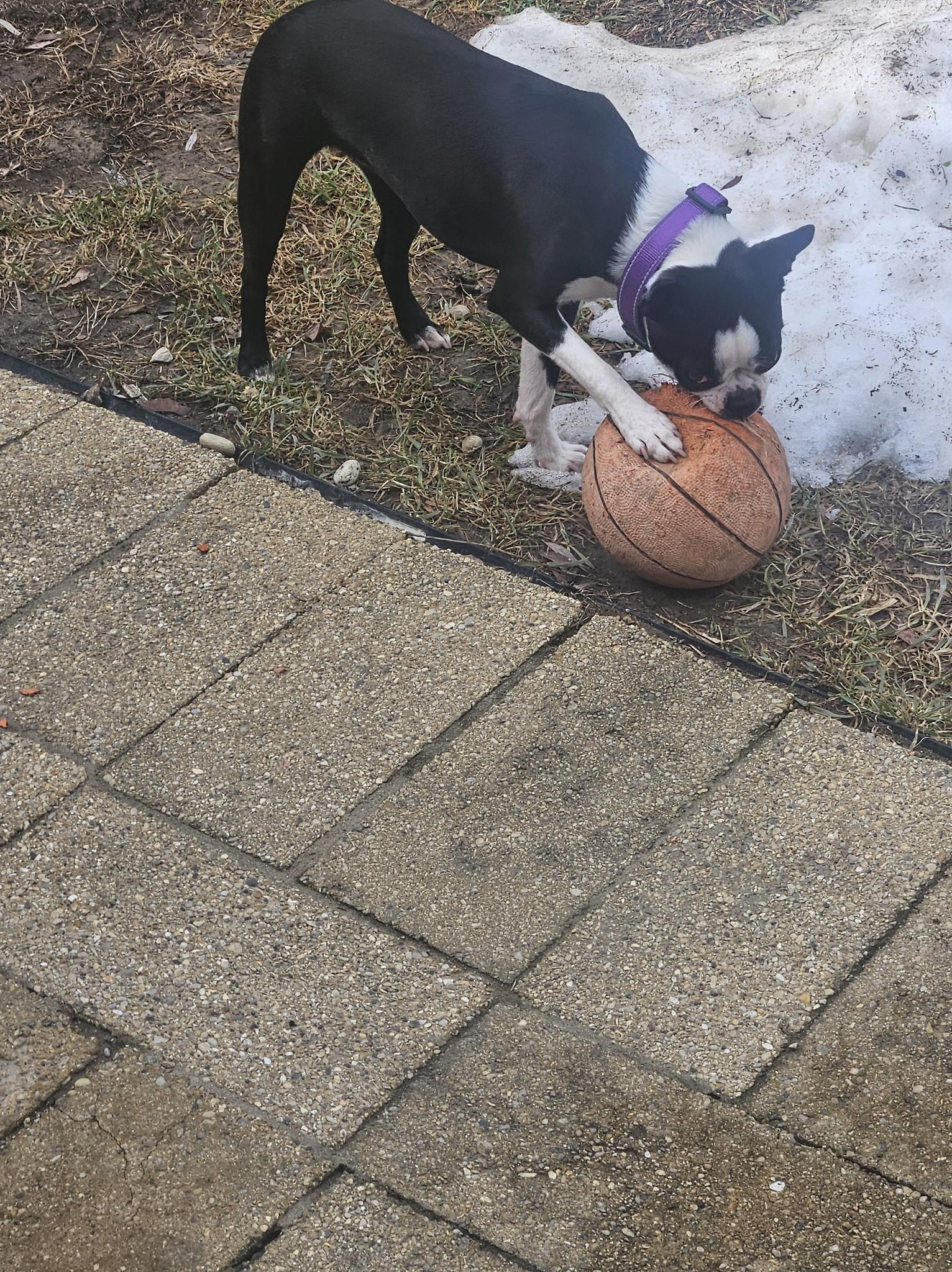 Enlarge Robin, a ADOPTABLE Boston Terrier in Waukesha, WI image 4/4