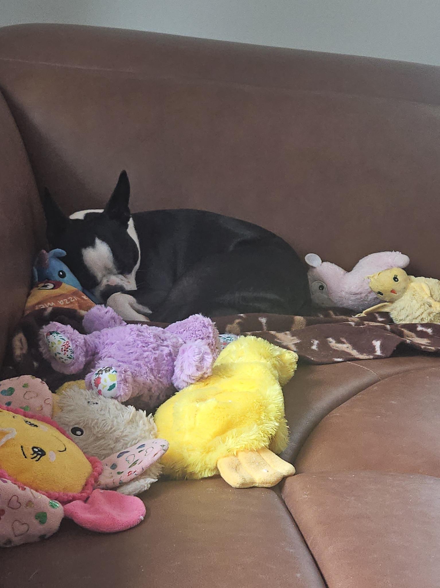 Enlarge Robin, a ADOPTABLE Boston Terrier in Waukesha, WI image 3/4