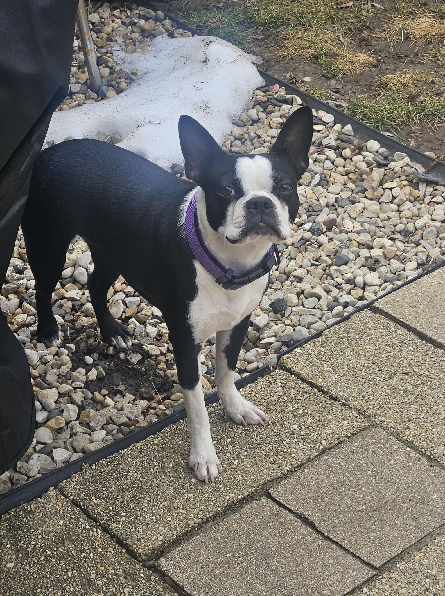 Enlarge Robin, a ADOPTABLE Boston Terrier in Waukesha, WI image 1/4