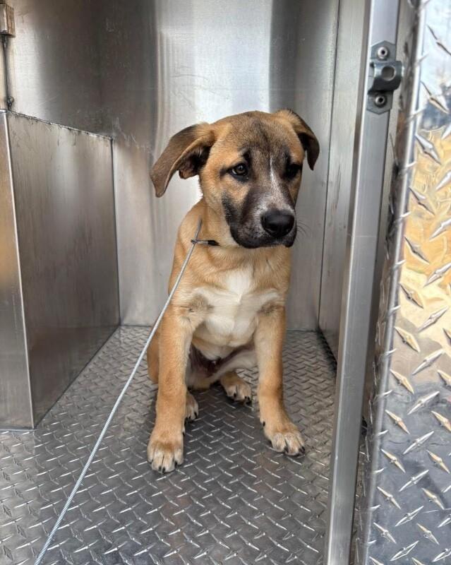 Enlarge Biscuit, a Adoptable mixed breed in Jackson, TN image 1/2