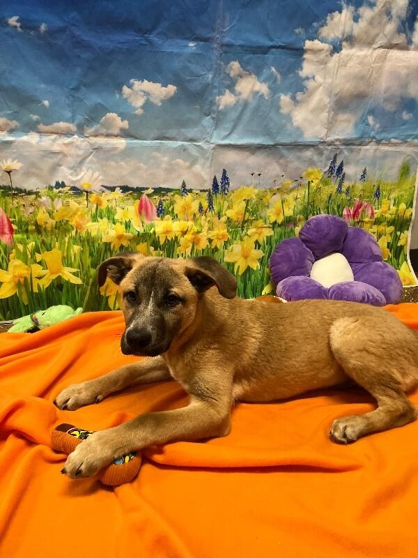 Enlarge Biscuit, a Adoptable mixed breed in Jackson, TN image 2/2