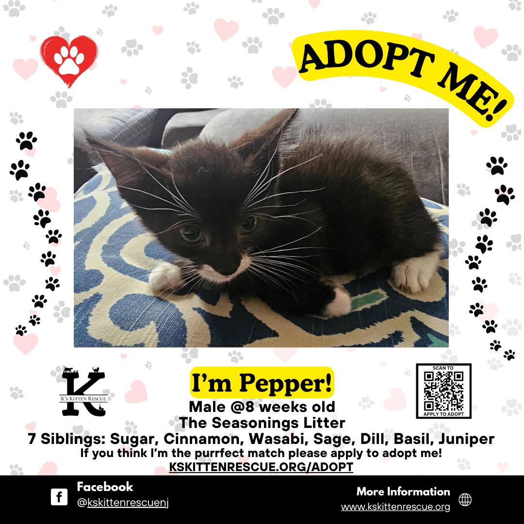 Enlarge Pepper, a Adoptable Domestic Short Hair in Brick, NJ image 1/1
