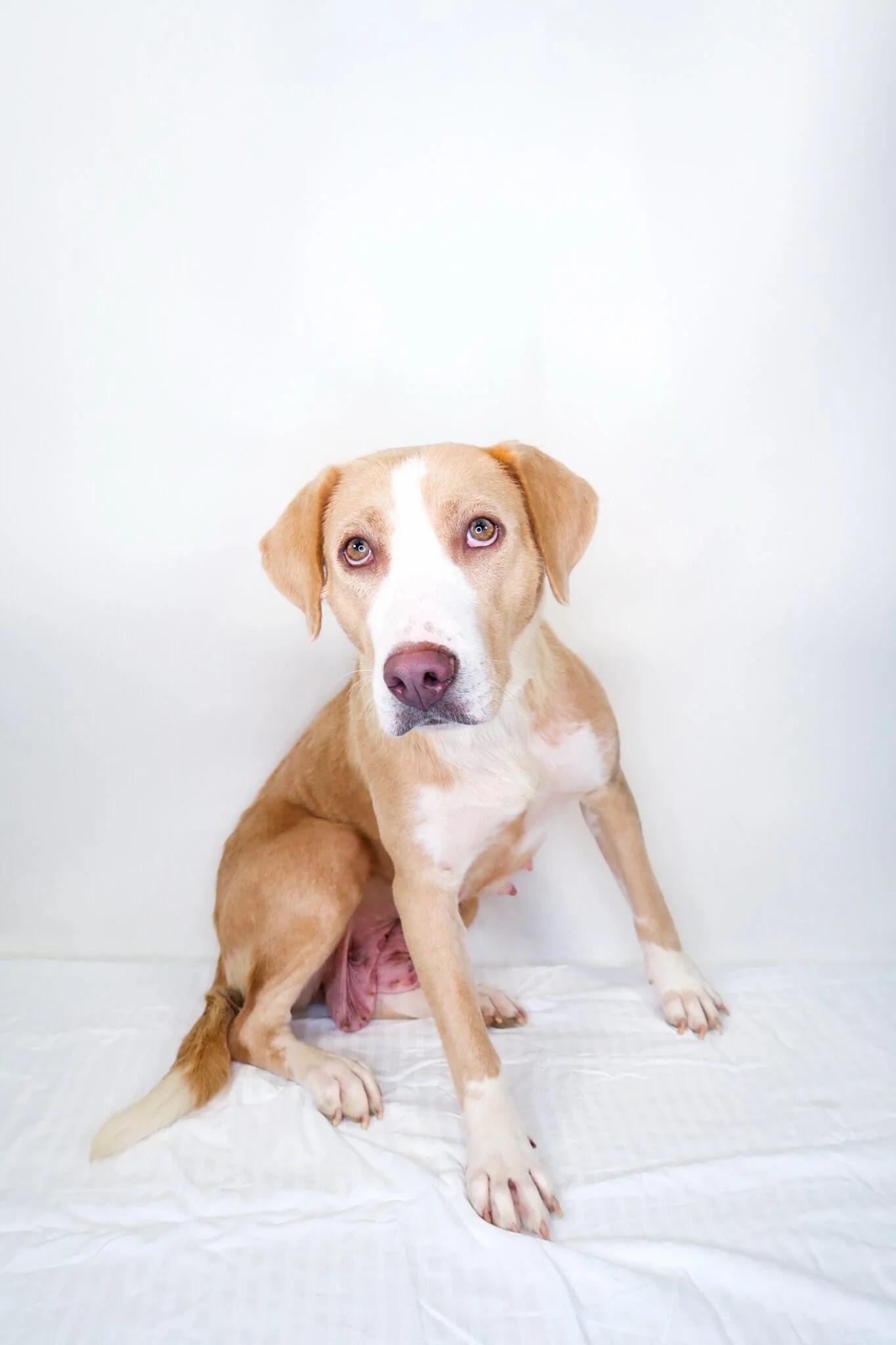 Dixie, Adoptable, Young Female Labrador Retriever.