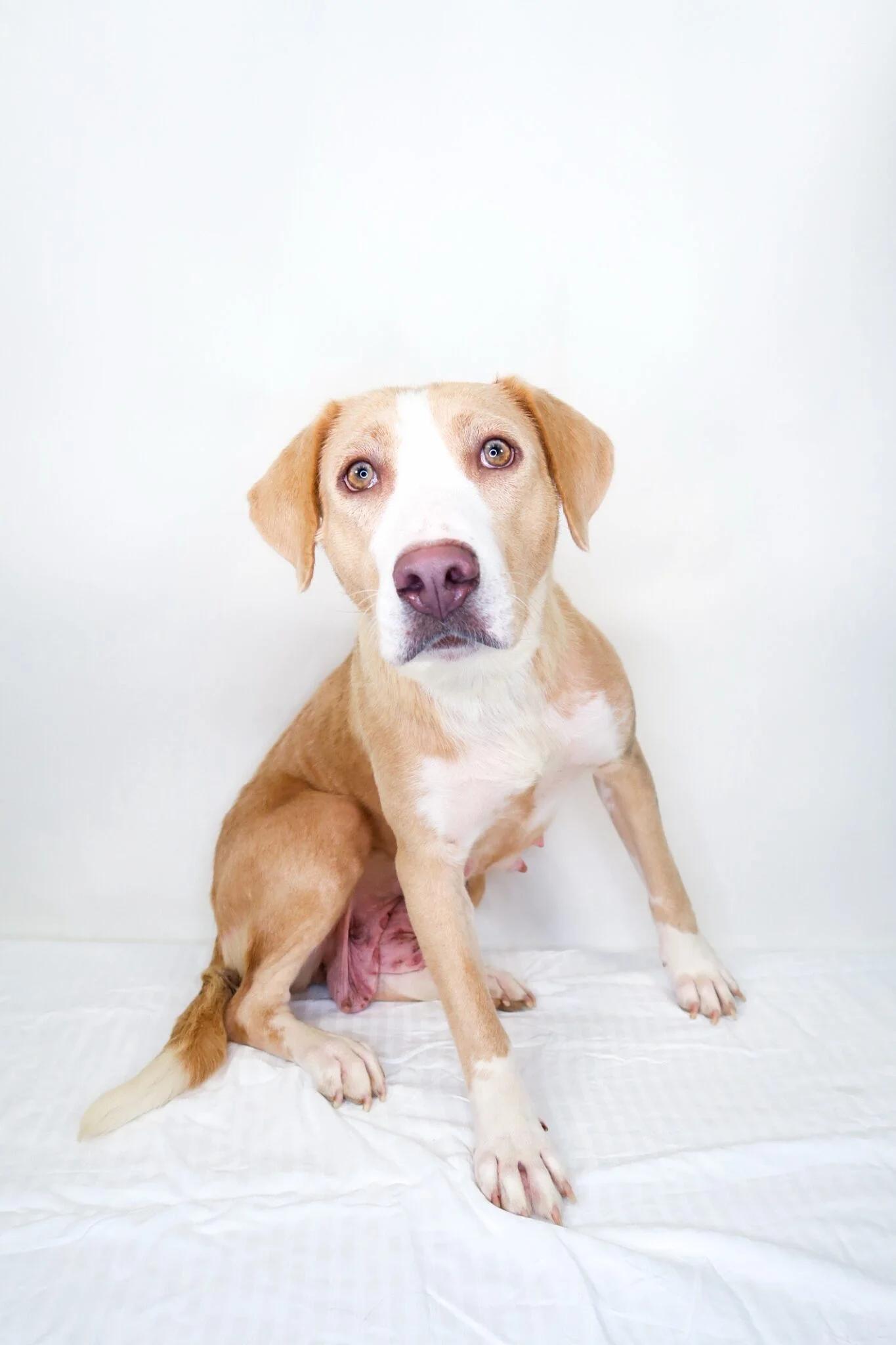 Enlarge Dixie, a Adoptable mixed breed in Bixby, OK image 2/4