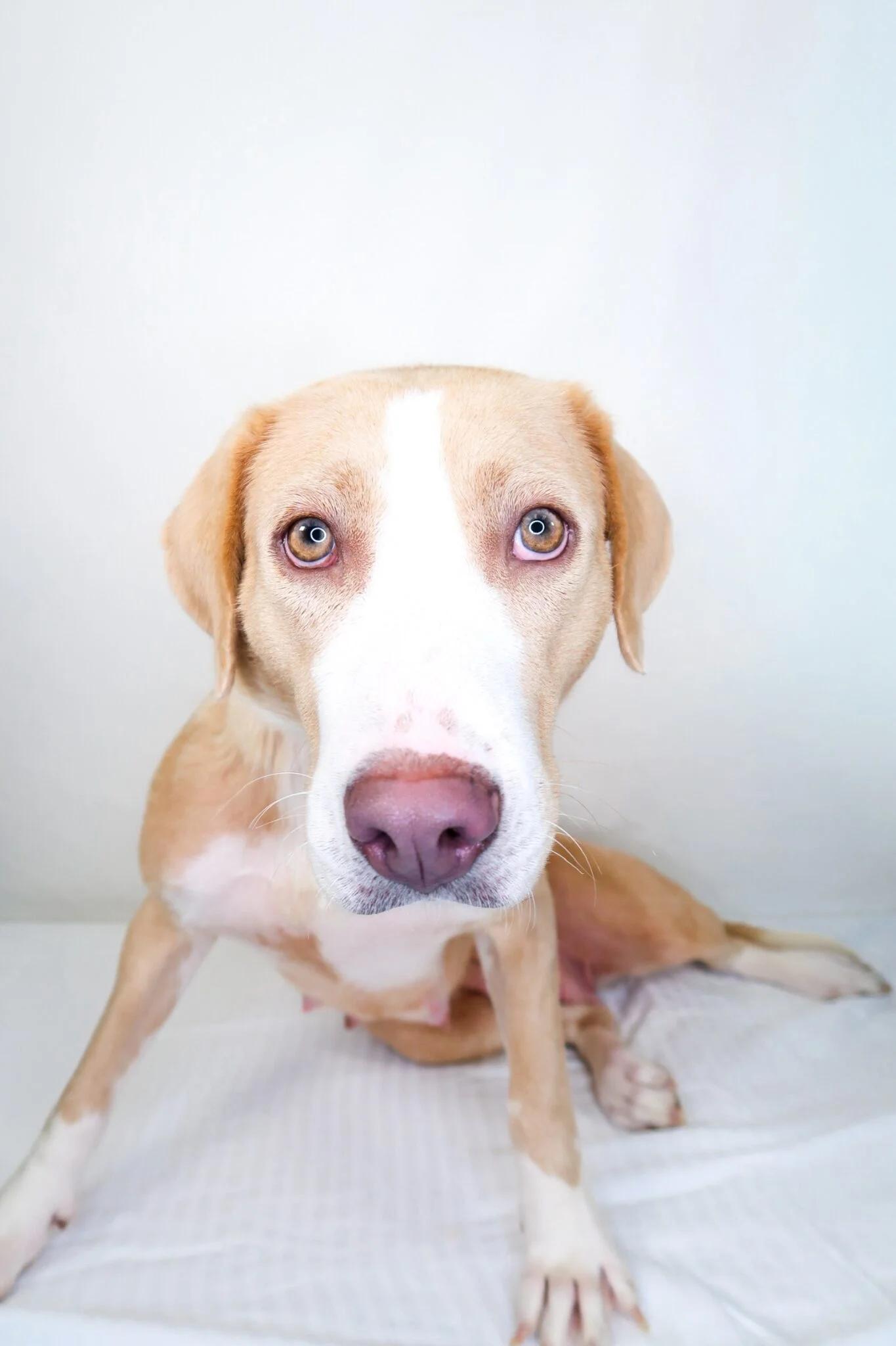 Enlarge Dixie, a Adoptable mixed breed in Bixby, OK image 3/4