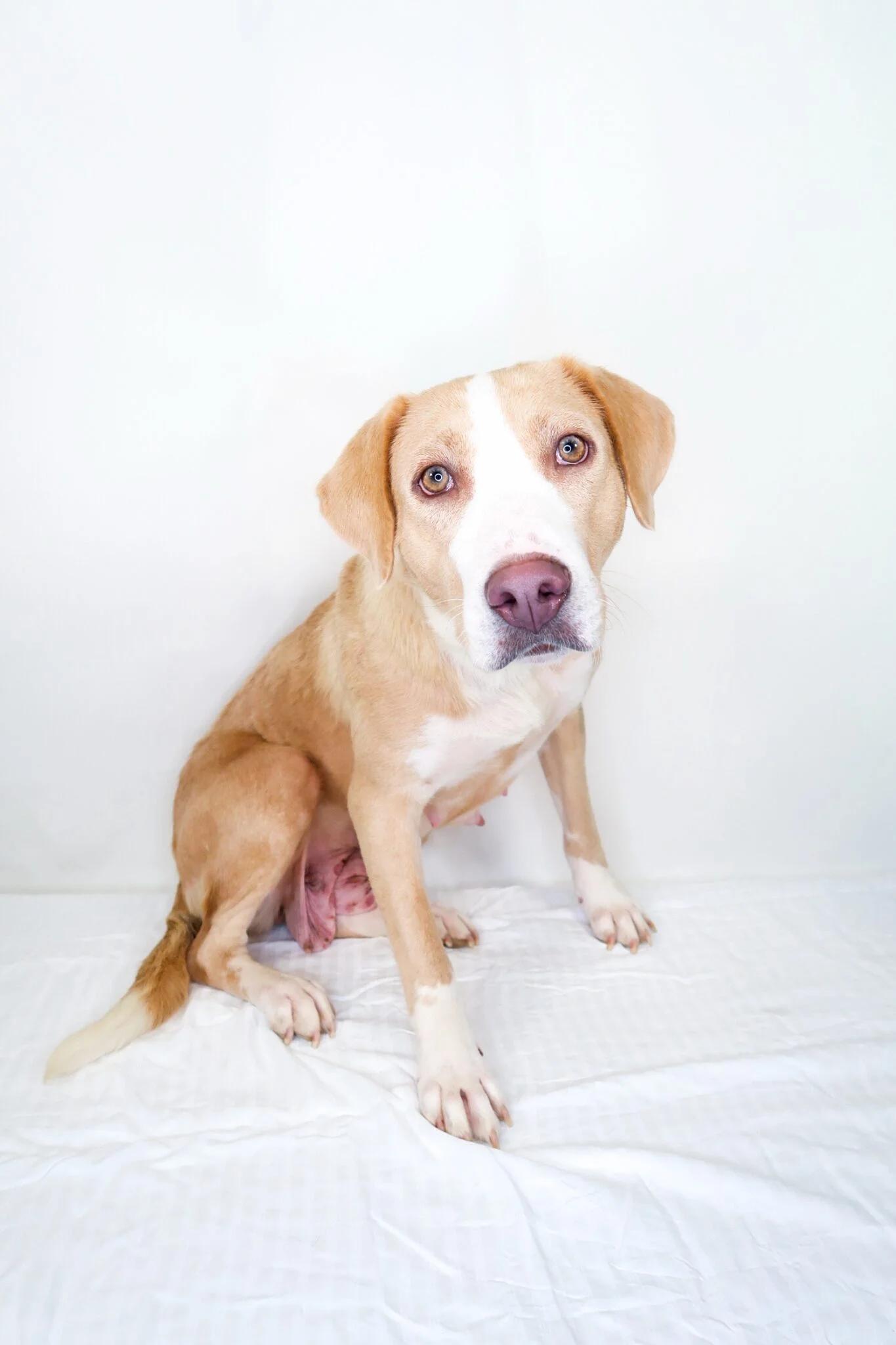Enlarge Dixie, a Adoptable mixed breed in Bixby, OK image 4/4