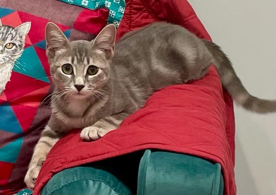 Ms Jelly Bean