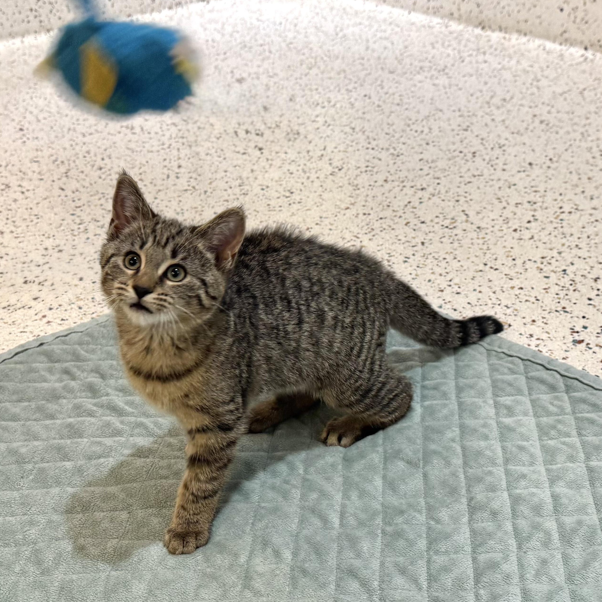 Squirt, a Adoptable Domestic Short Hair in Walker, MI image 3/6