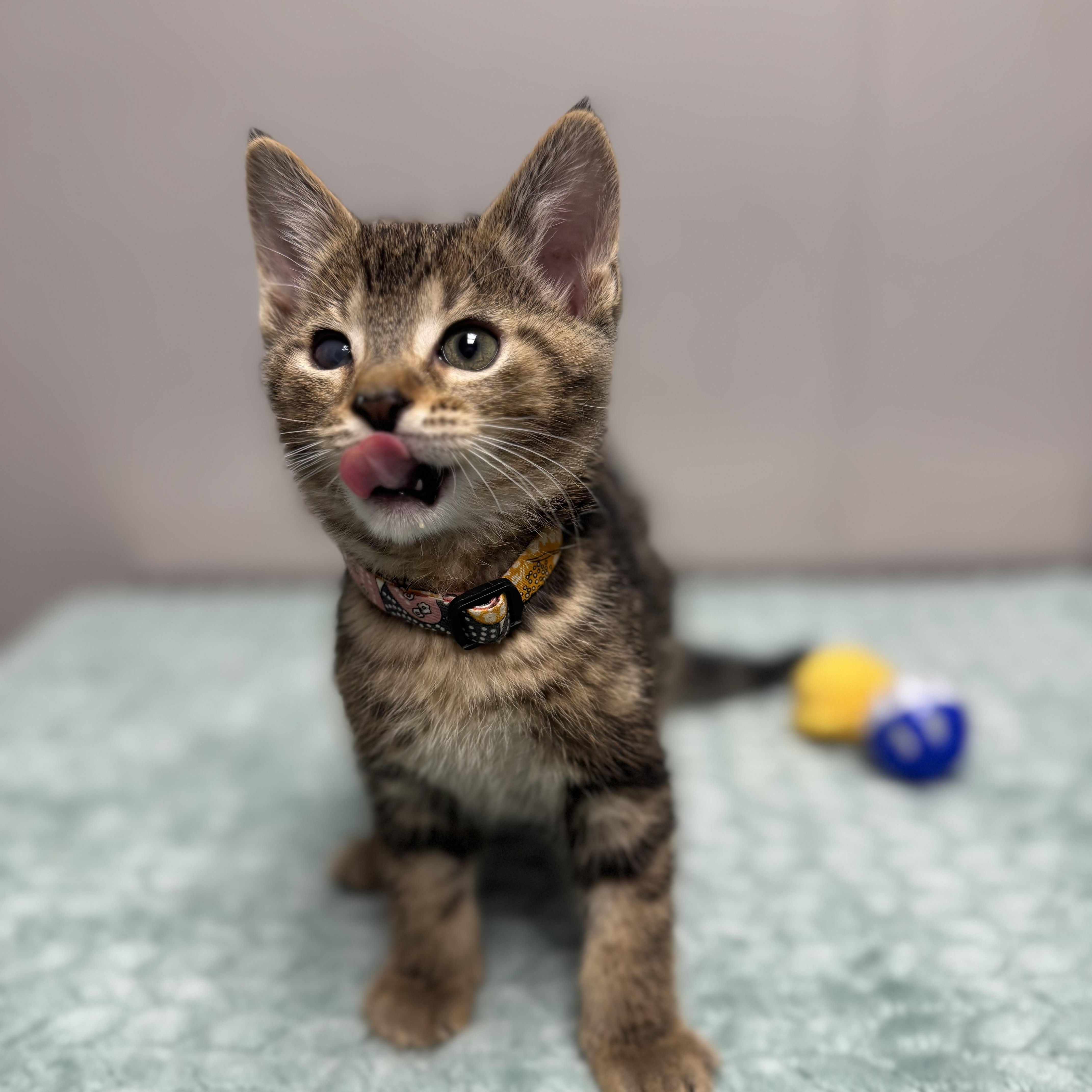 Squirt, a Adoptable Domestic Short Hair in Walker, MI image 4/6