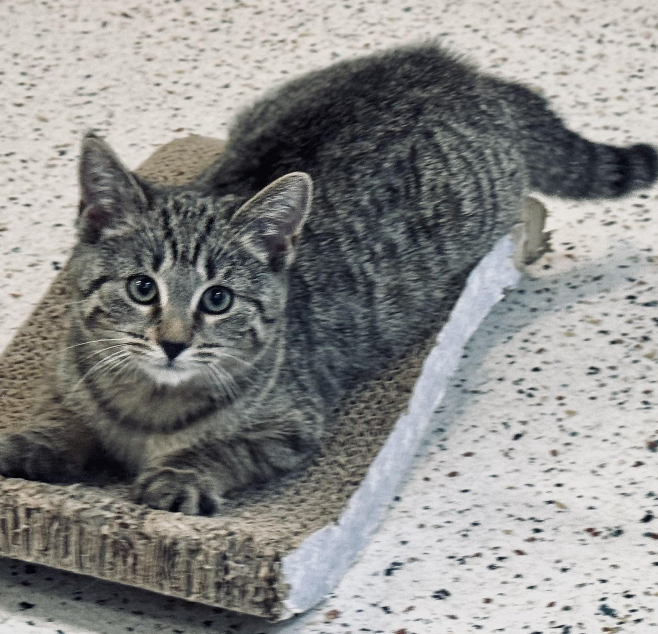 Squirt, a Adoptable Domestic Short Hair in Walker, MI image 6/6