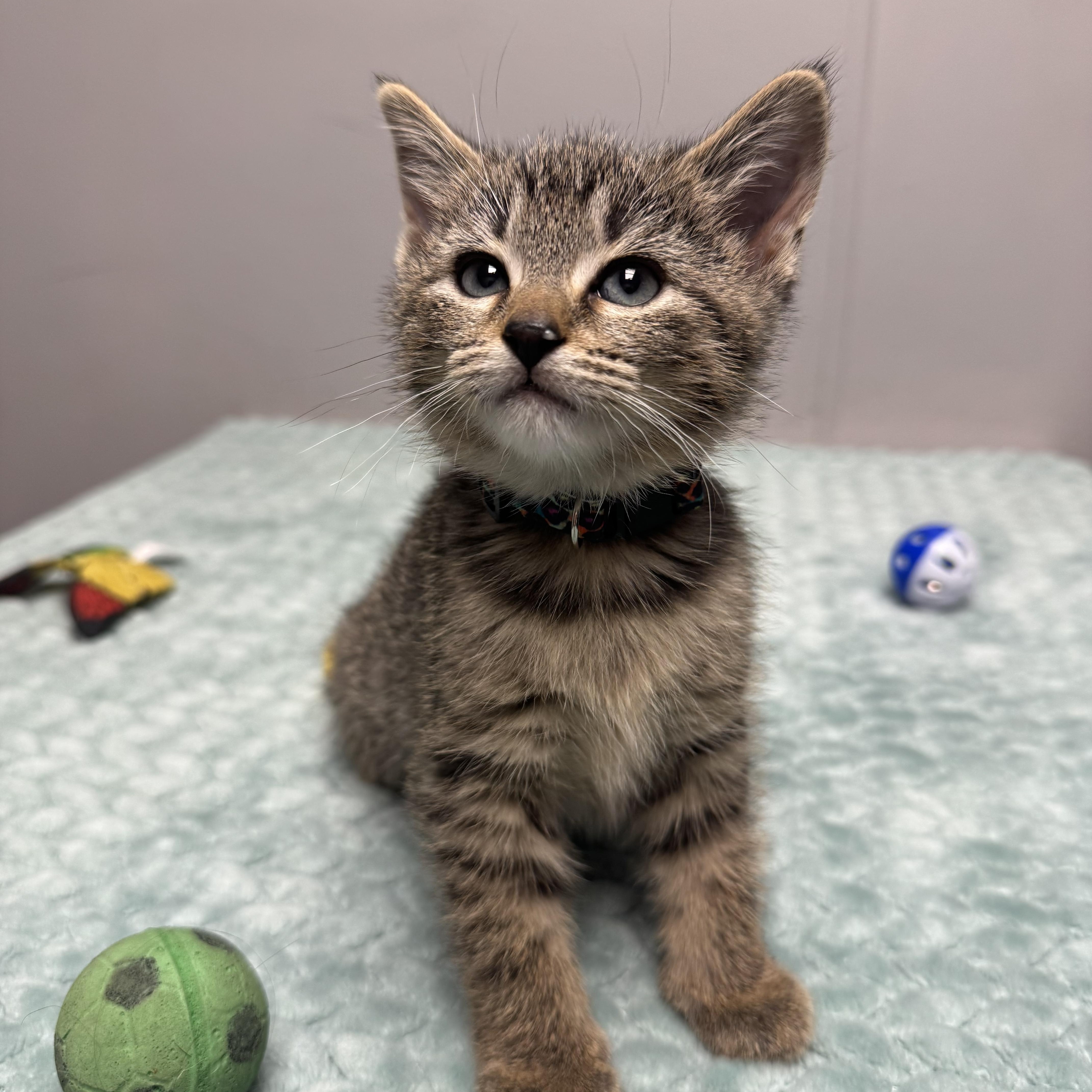 Squirt, a Adoptable Domestic Short Hair in Walker, MI image 3/6