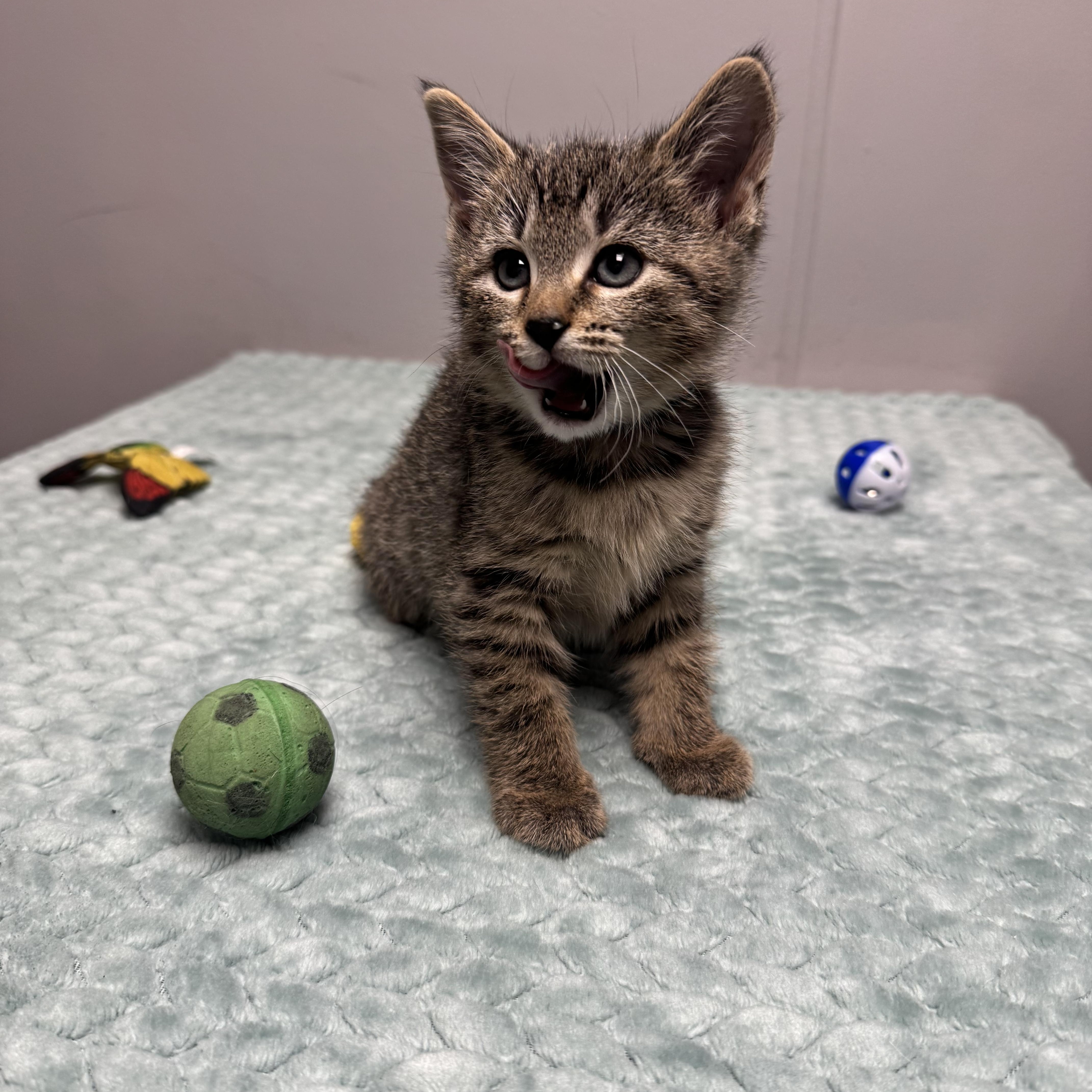 Squirt, a Adoptable Domestic Short Hair in Walker, MI image 6/6