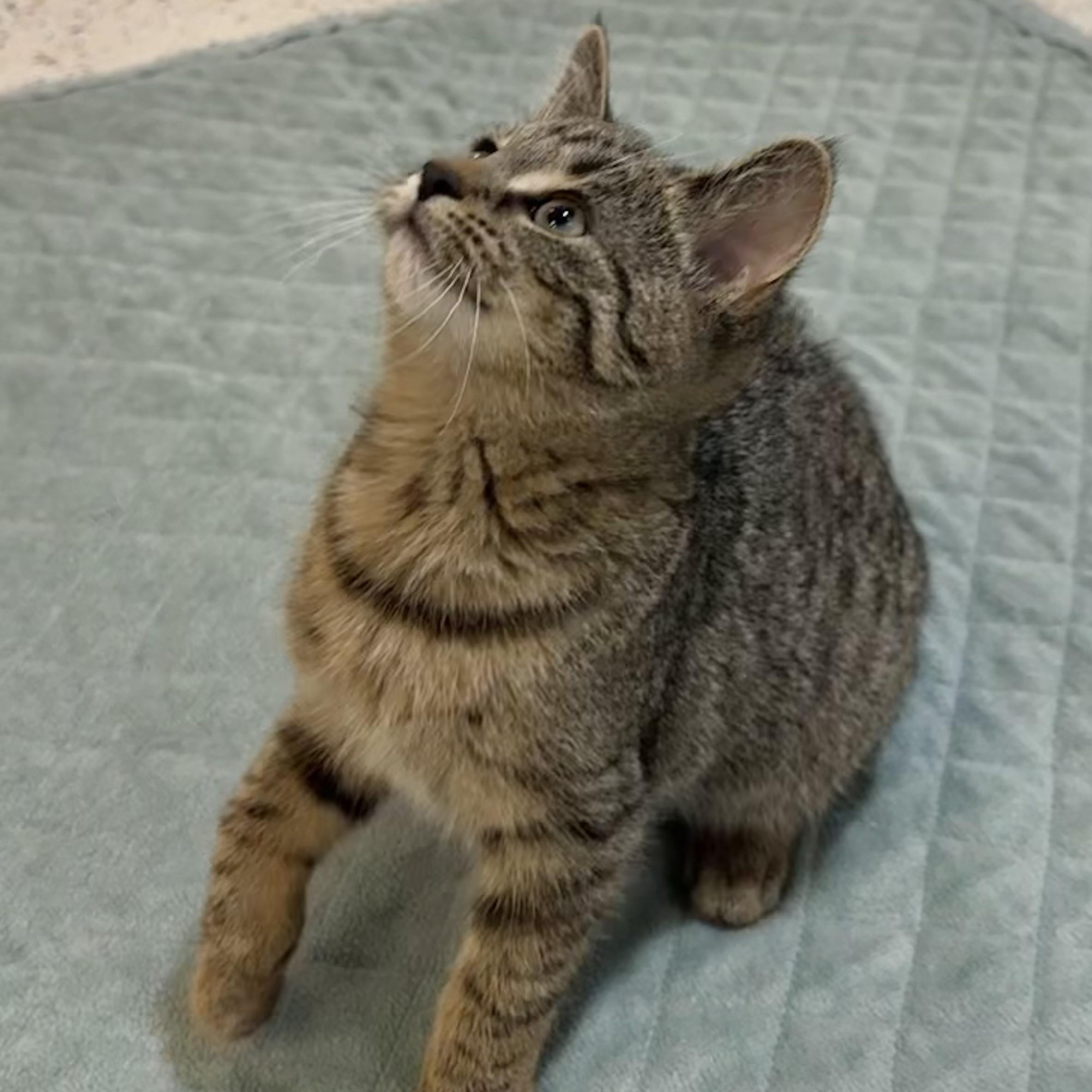Squirt, a Adoptable Domestic Short Hair in Walker, MI image 2/6