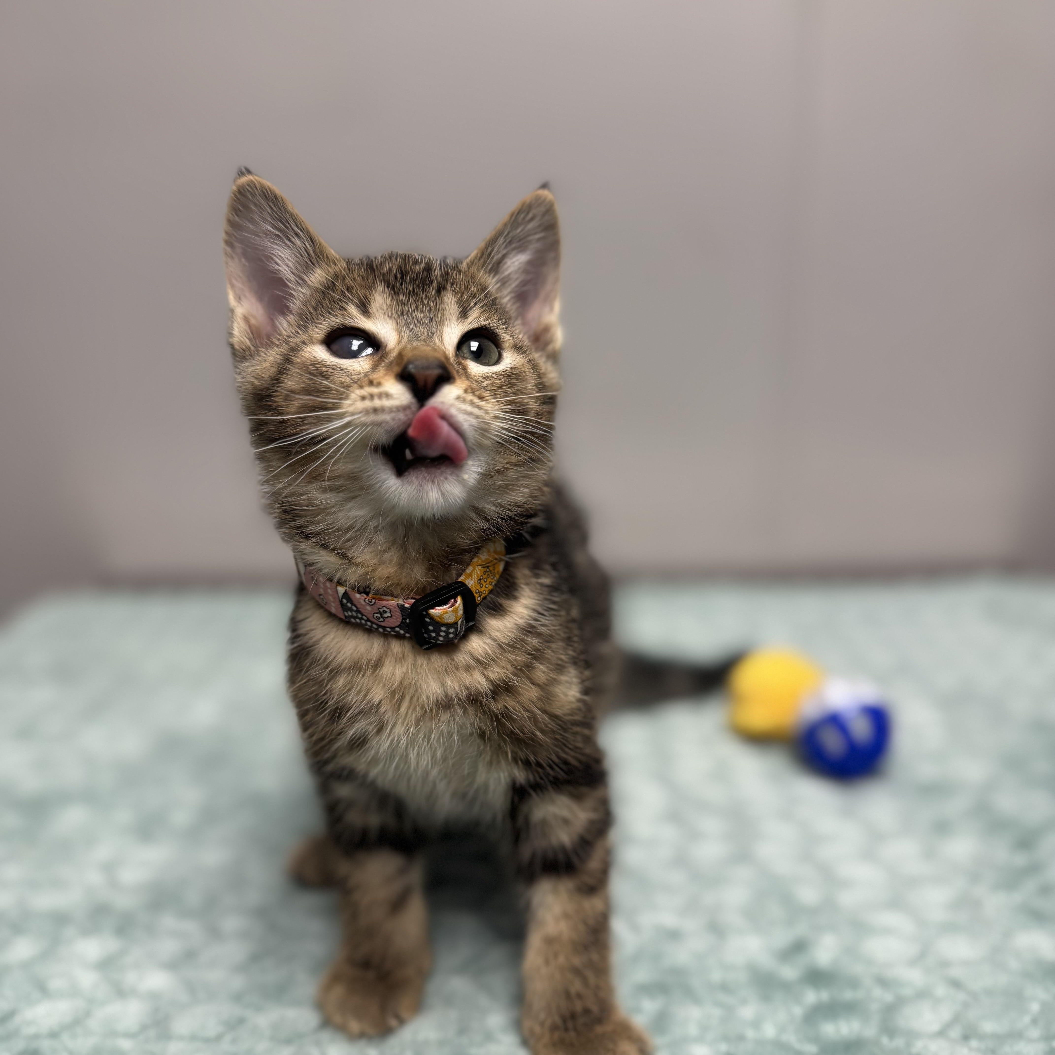 Squirt, a Adoptable Domestic Short Hair in Walker, MI image 2/6