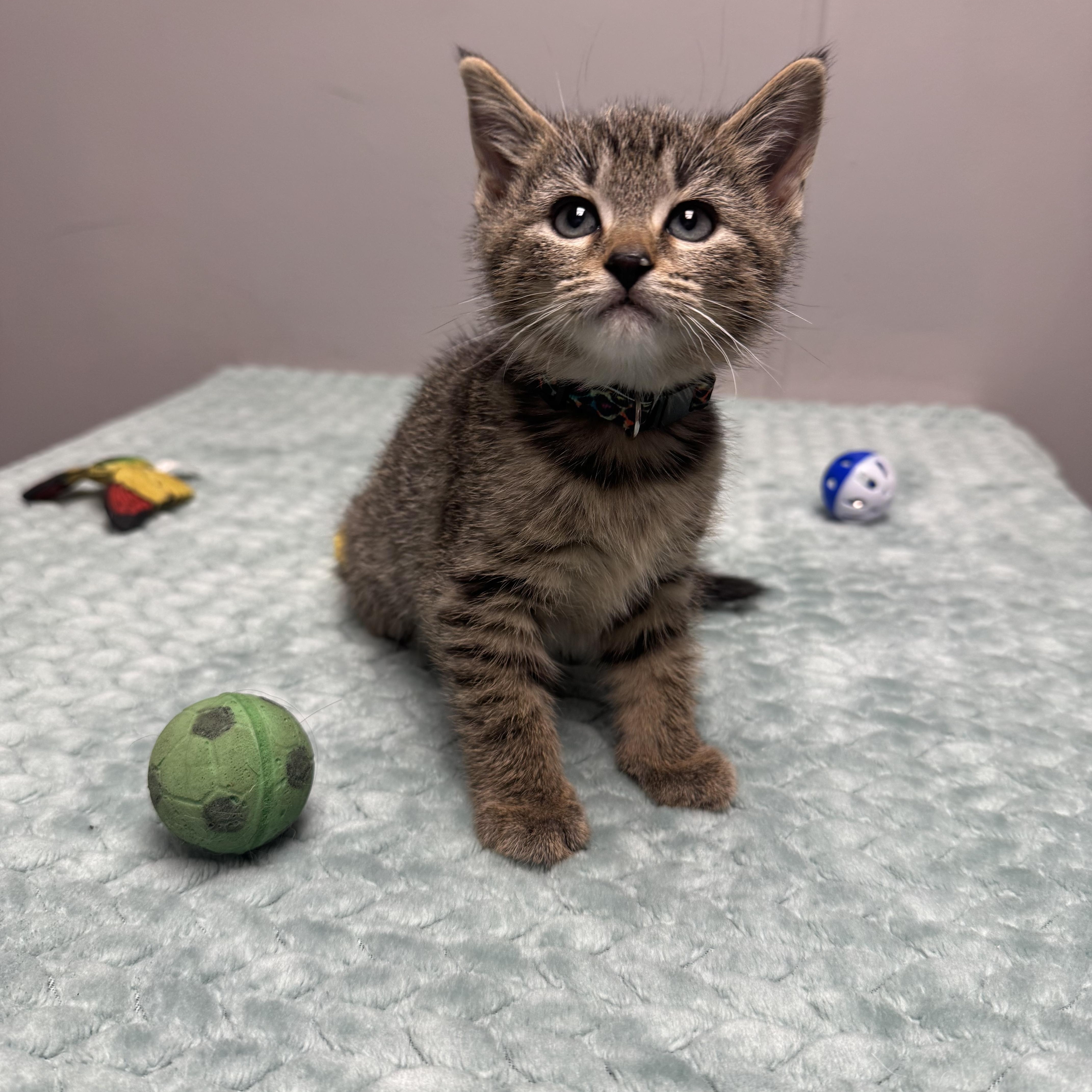Squirt, Adoptable, Kitten Female Domestic Short Hair.