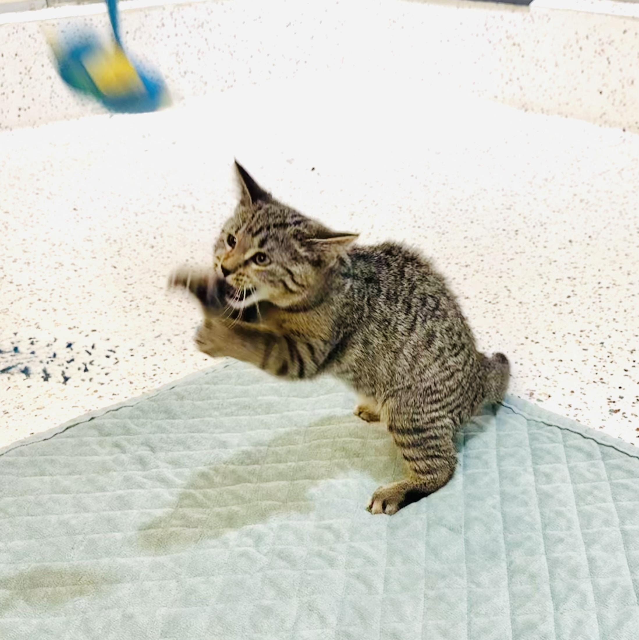 Squirt, a Adoptable Domestic Short Hair in Walker, MI image 4/6