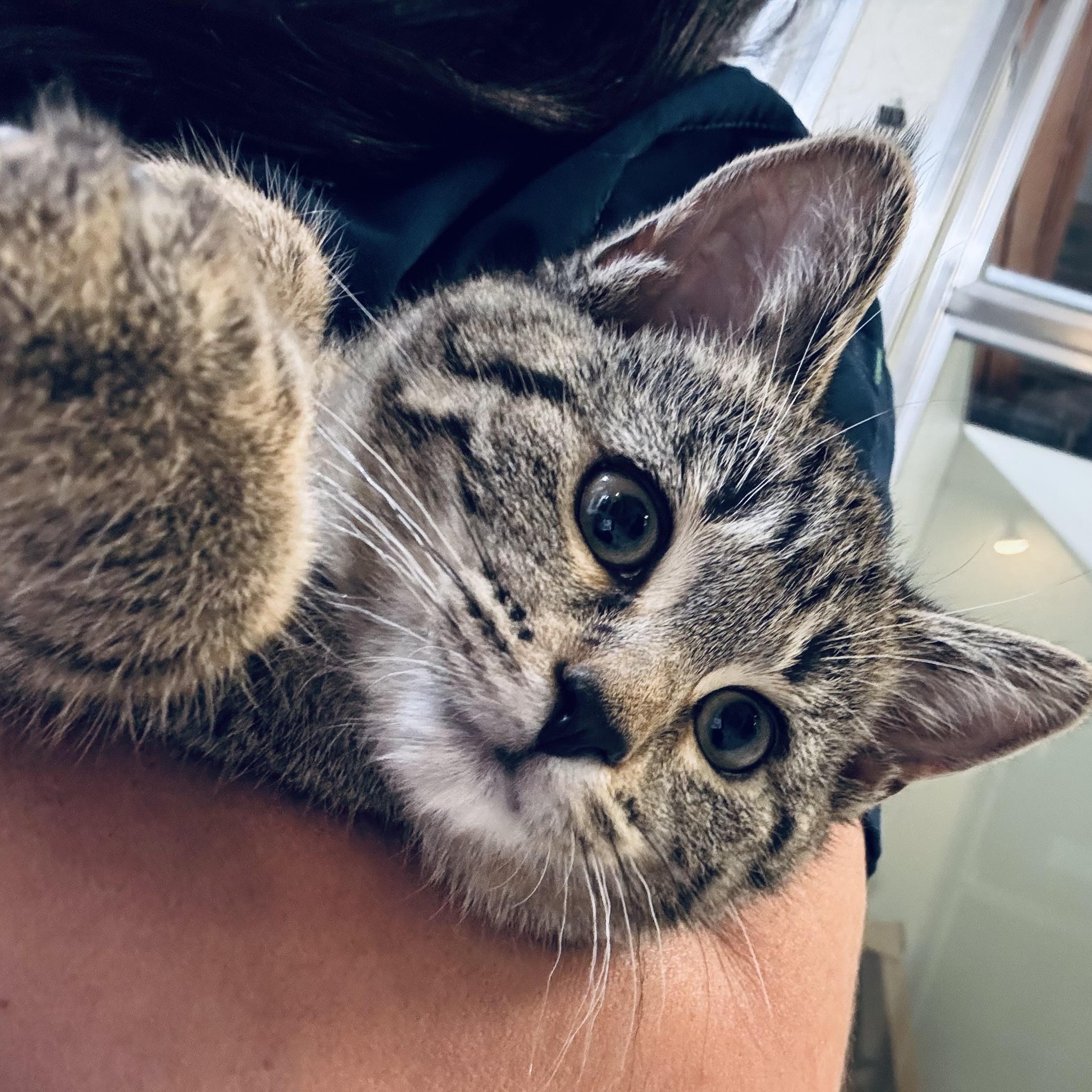 Squirt, a Adoptable Domestic Short Hair in Walker, MI image 5/6